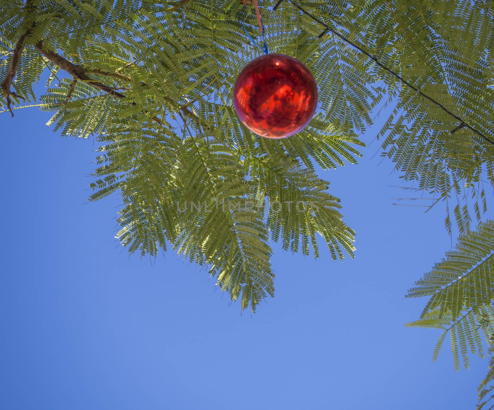 Summer Christmas trees. Tropical palm trees decorated with red christmas bauble at Tenerife, Canary Island, Spain, blue sky background, copy space by Henkeova