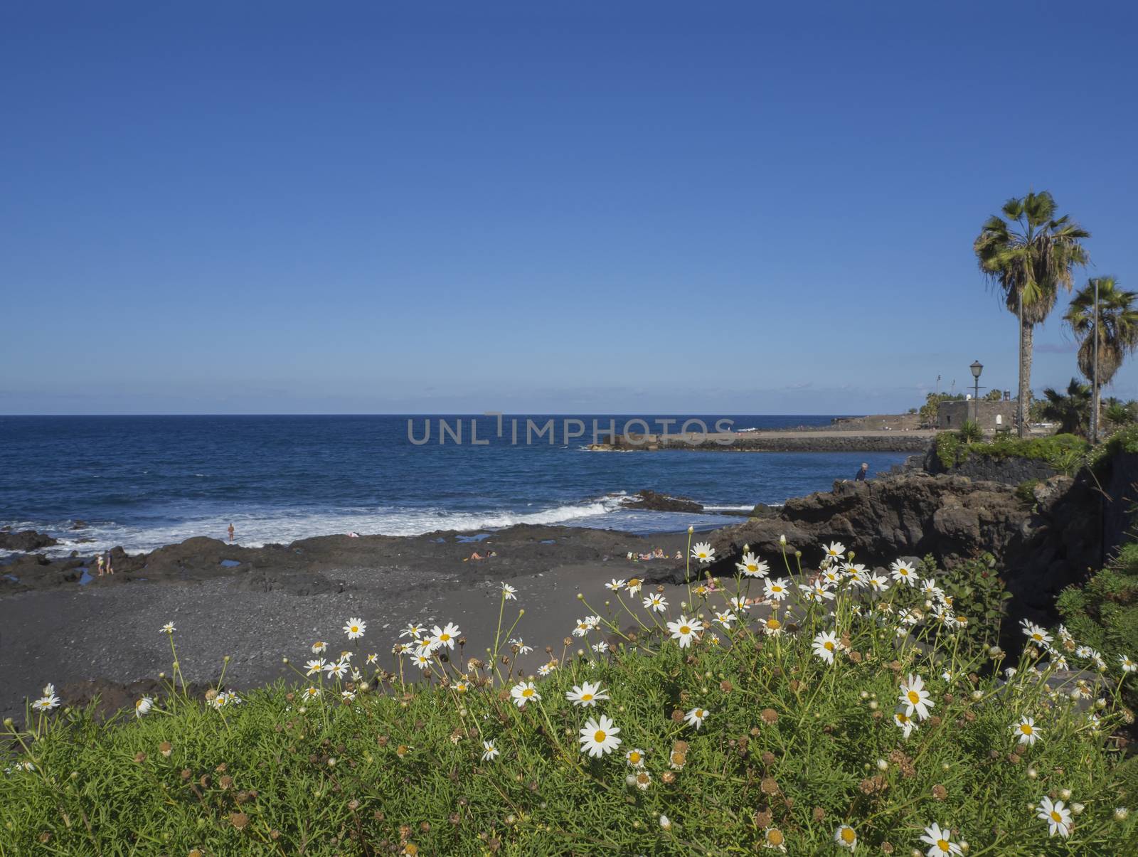 view on Playa Jardin beach in Puerto de la Cruz, Tenerife with blue sea horizon, rocks, sand and blooming daisy flowers and palm tree with blue sky background