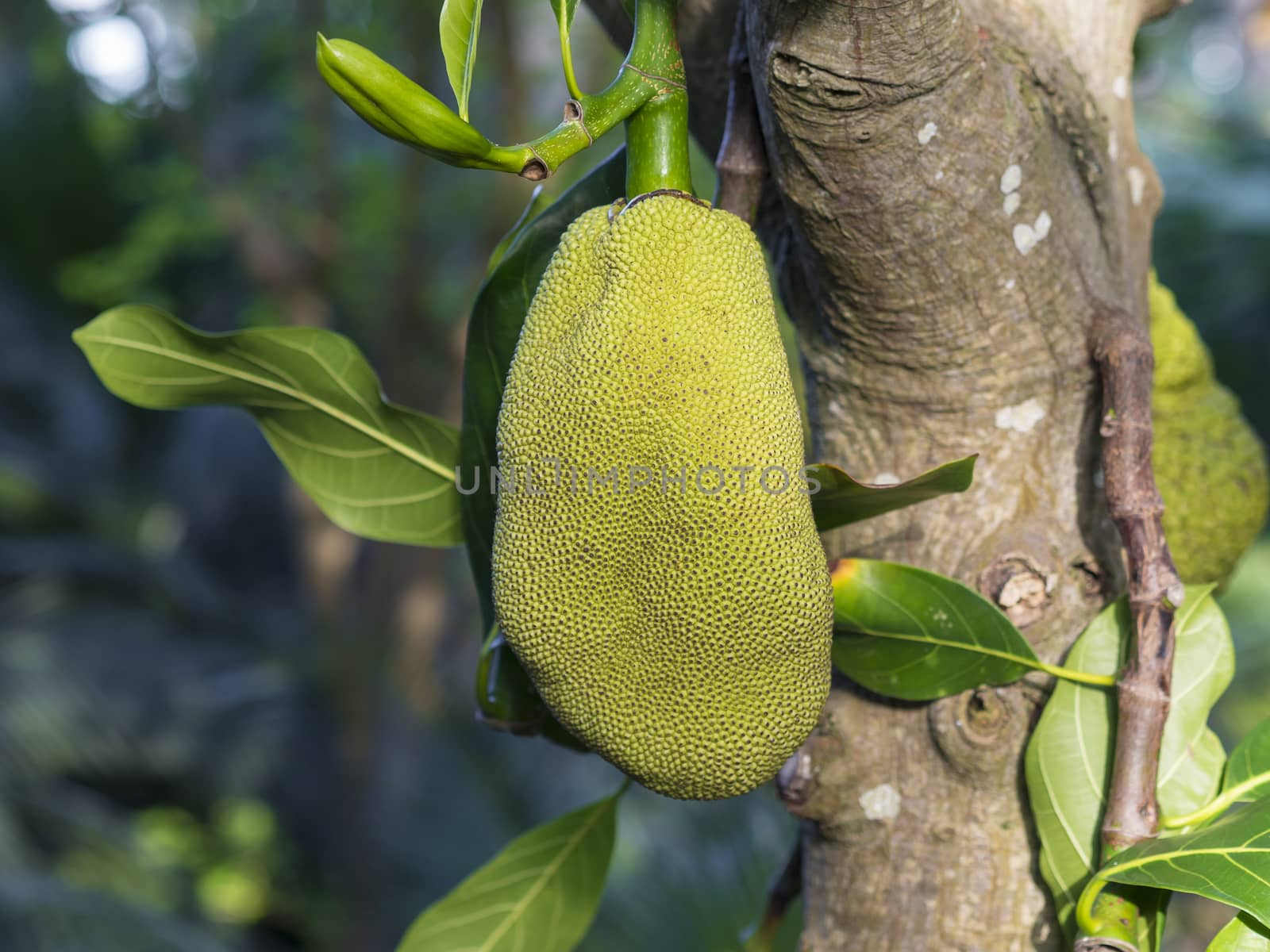 close up green ripe Jackfruit artocarpus heterophyllus on the tree branch selective focus by Henkeova