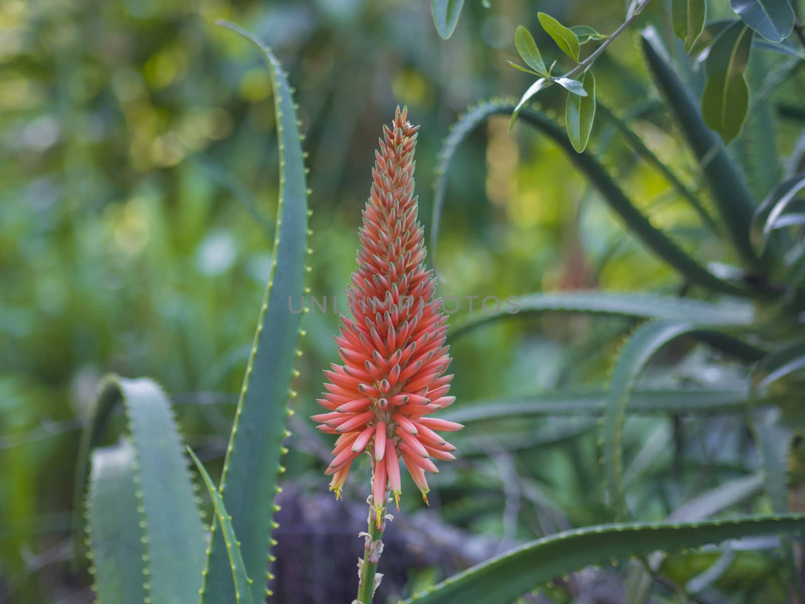 single red blooming candelabra aloe flowers- Aloe arborescens in tropical botanical garden on Tenerife, selective focus