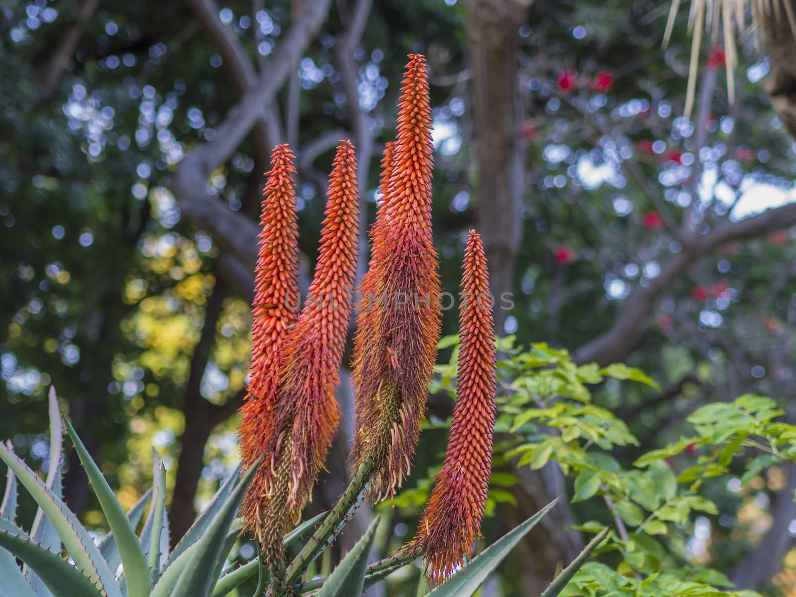 group of red blooming candelabra aloe flowers- Aloe arborescens in tropical botanical garden on Tenerife, selective focus by Henkeova