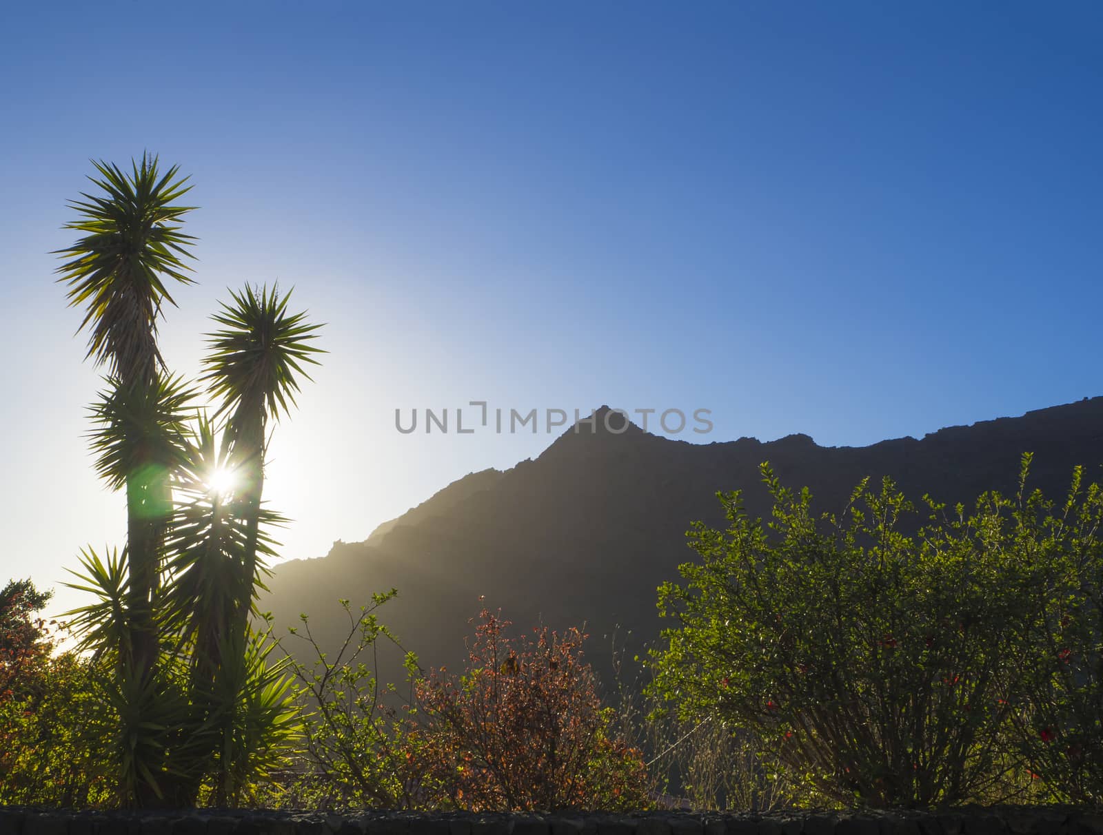 sunset in masca village, sun against palm tree, green and red bush and mountain peak, lens flare, blue sky backgound