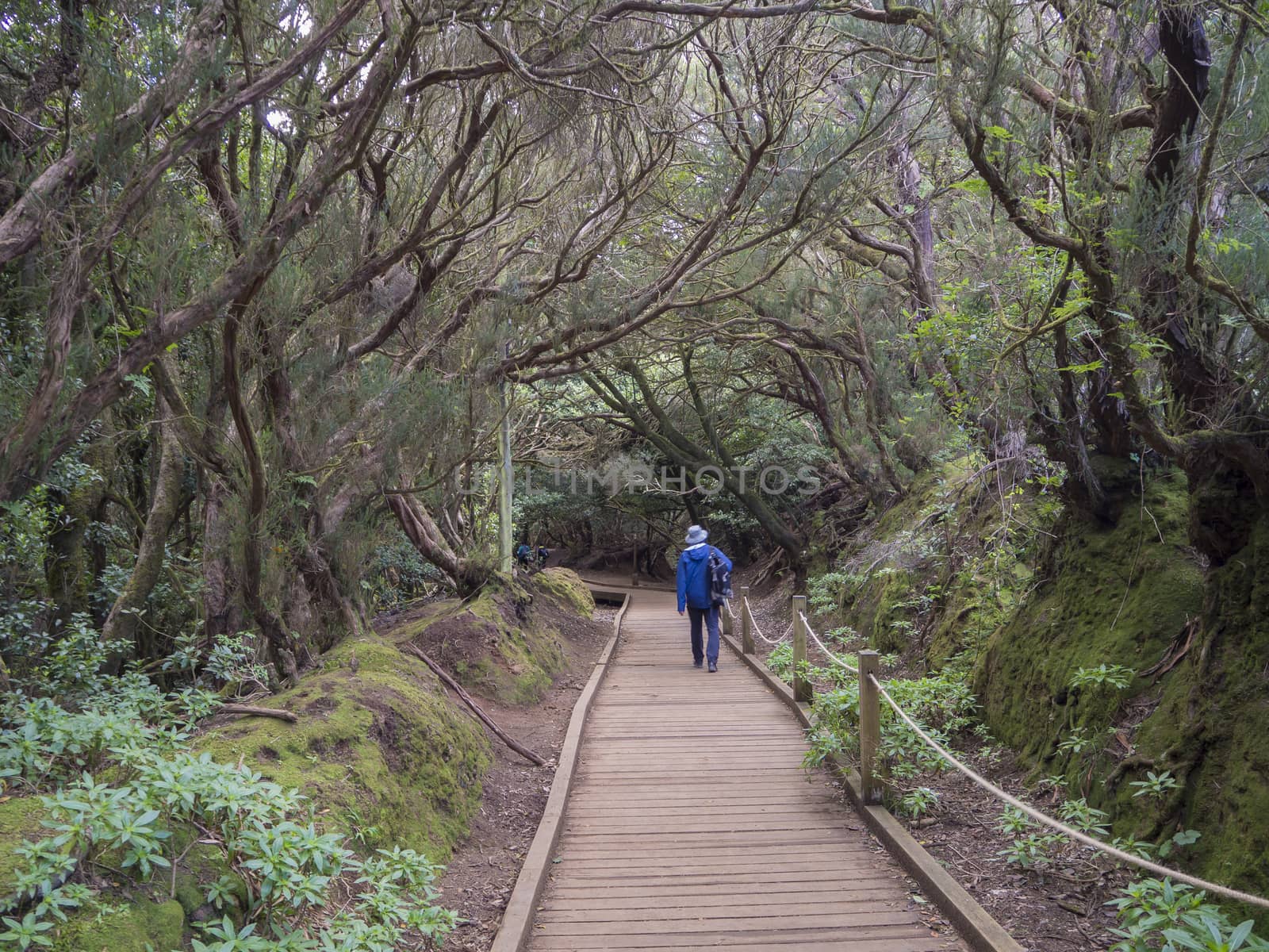 tourist walking on Sendero de los Sentidos mystery primary Laurel forest Laurisilva rainforest with old green mossed tree and wooden board footpath in anaga mountain, tenerife  canary island spain