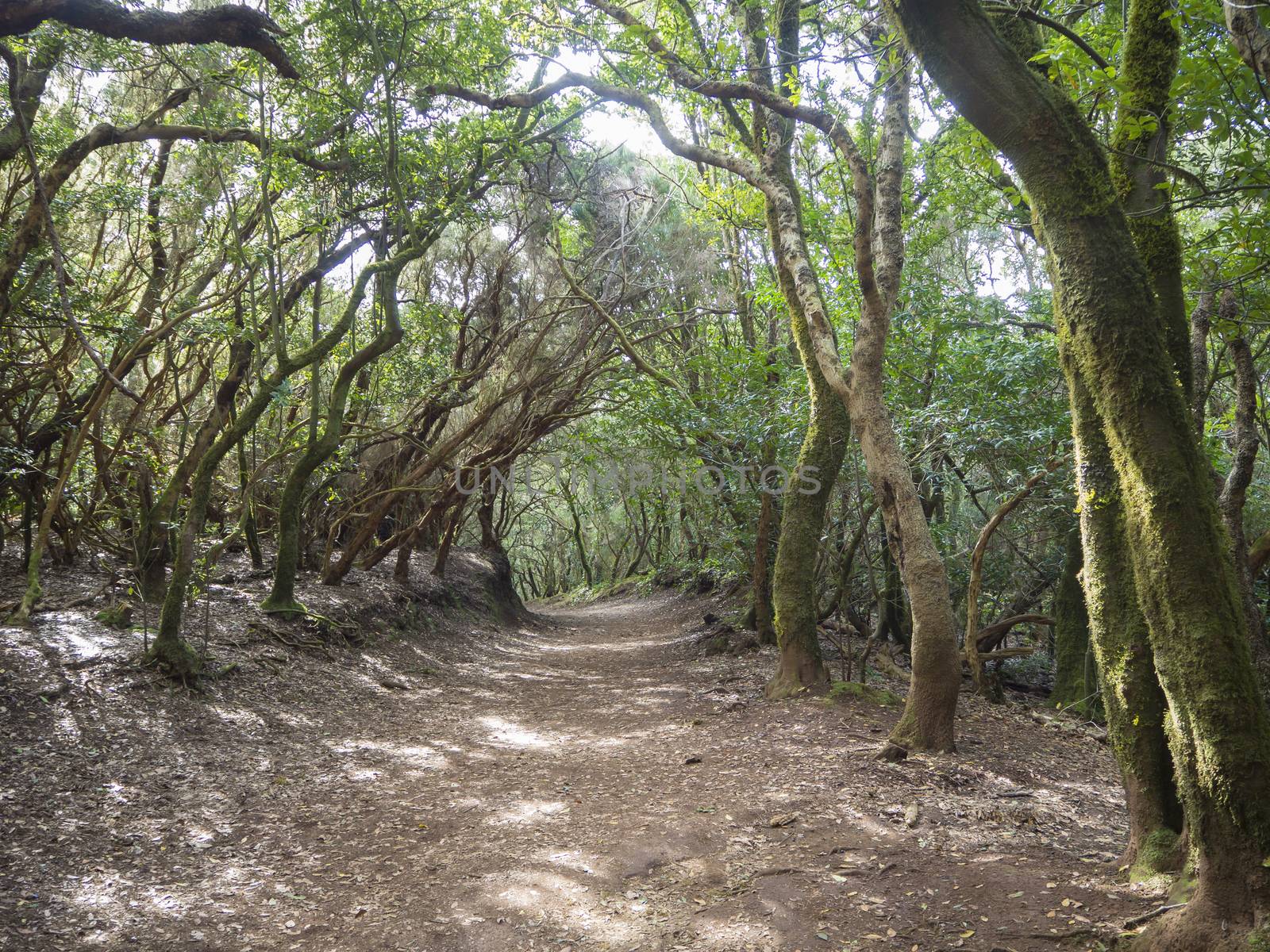 narrow footpath on Sendero de los Sentidos path od the senses in mystery primary Laurel forest Laurisilva rainforest with old green mossed tree and in anaga mountain, tenerife  canary island