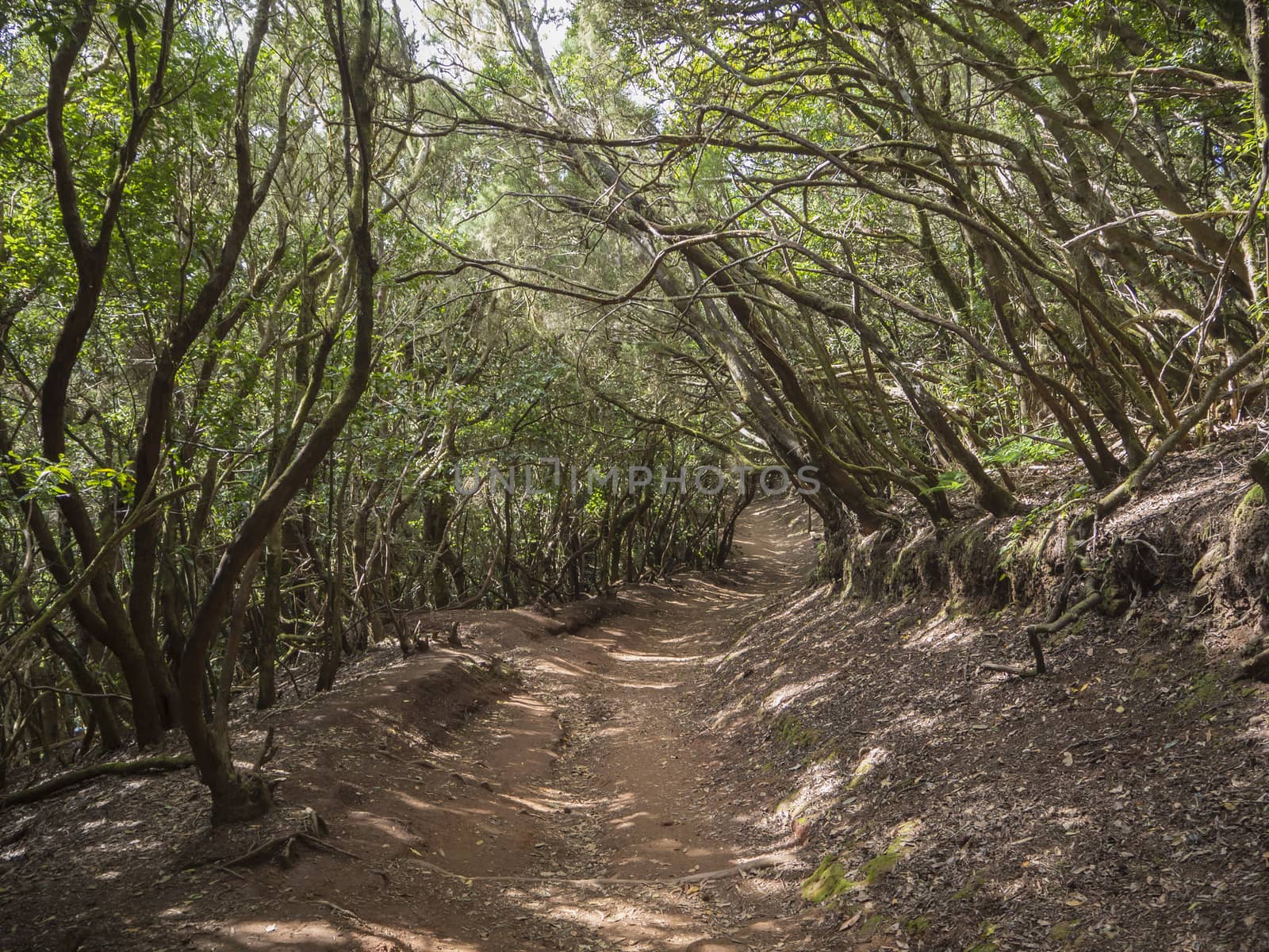 narrow footpath on Sendero de los Sentidos path od the senses in mystery primary Laurel forest Laurisilva rainforest with old green mossed tree and in anaga mountain, tenerife  canary island spain