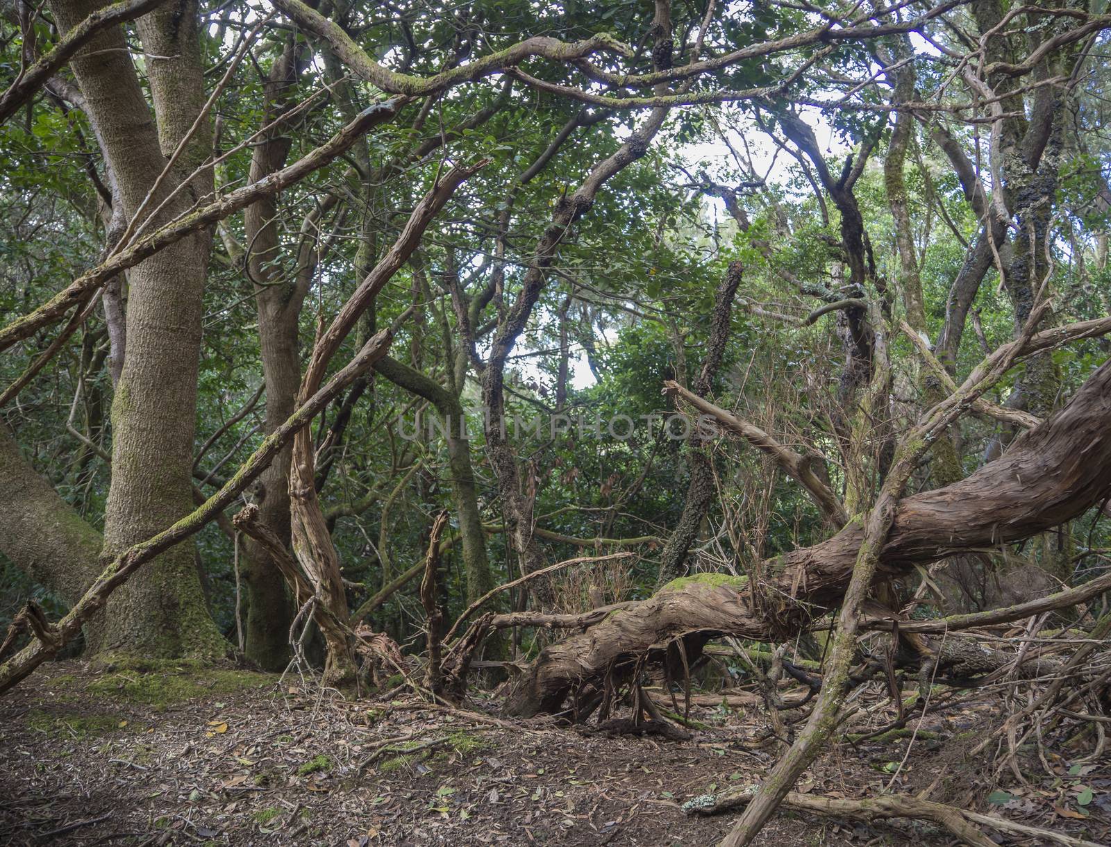 mystery primary Laurel forest Laurisilva rainforest with old mossed trees twisted roots in anaga mountain, tenerife canary island spain, natural background