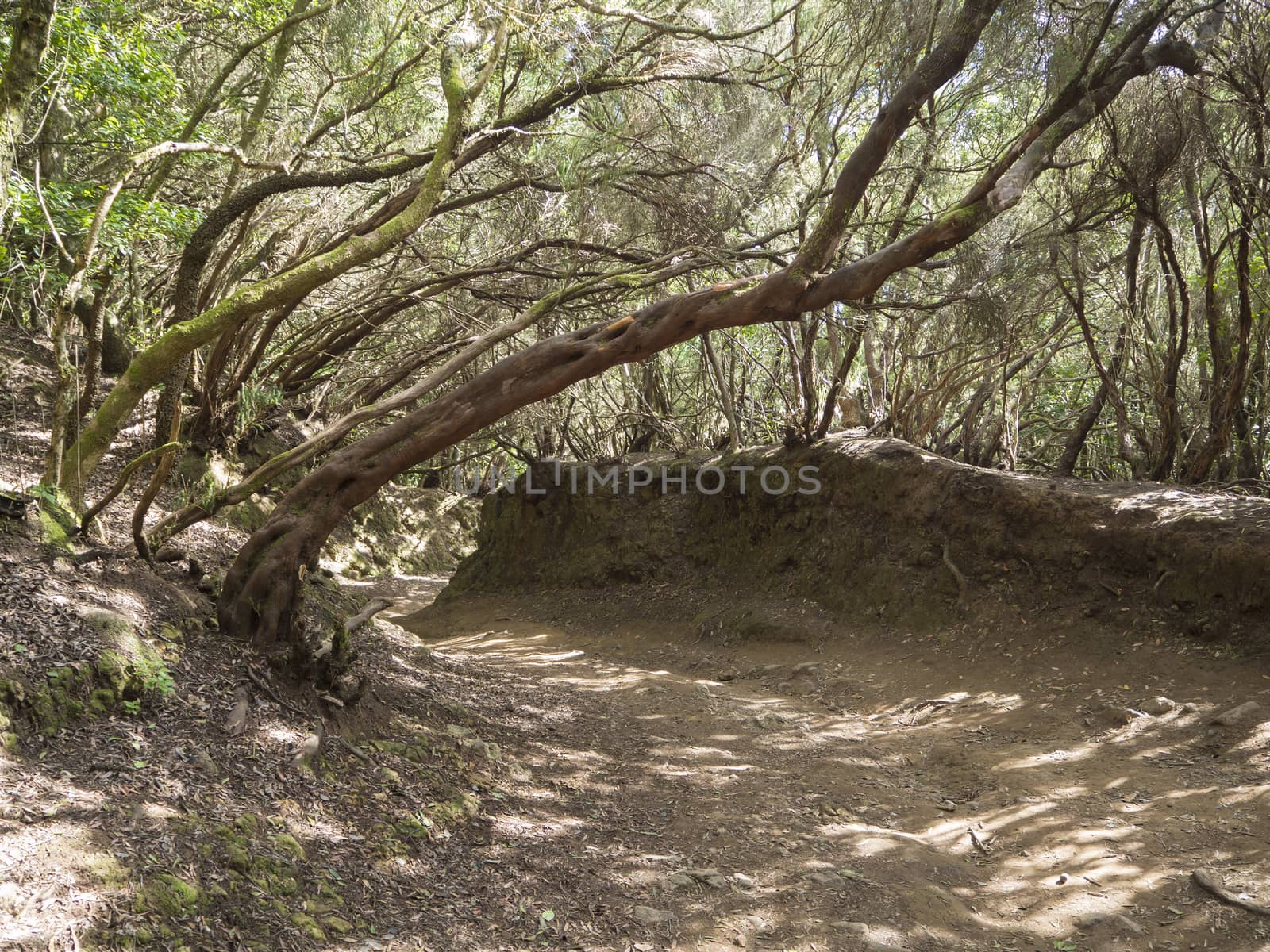 narrow footpath on Sendero de los Sentidos path od the senses in mystery primary Laurel forest Laurisilva rainforest with old green mossed tree and in anaga mountain, tenerife  canary island