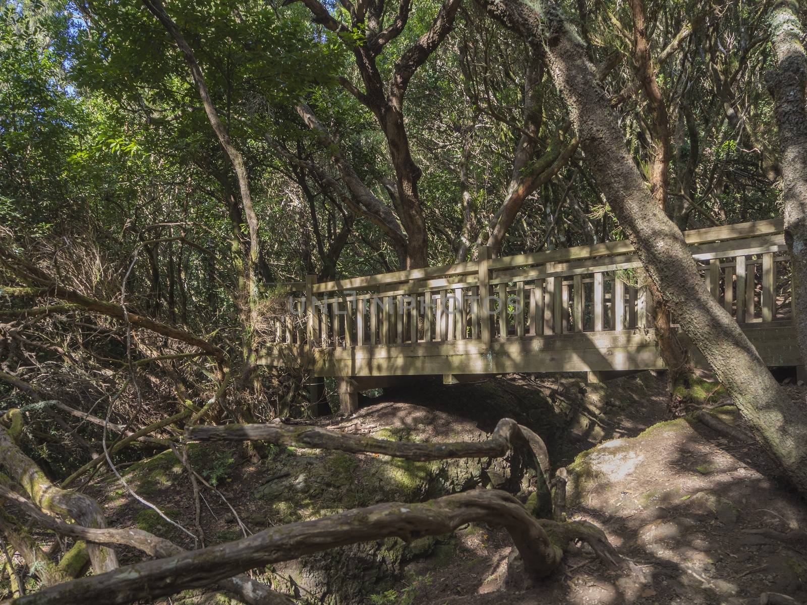 wooden bridge on footpath Sendero de los Sentidos path od the senses in mystery primary Laurel forest Laurisilva rainforest with old green mossed tree and in anaga mountain, tenerife