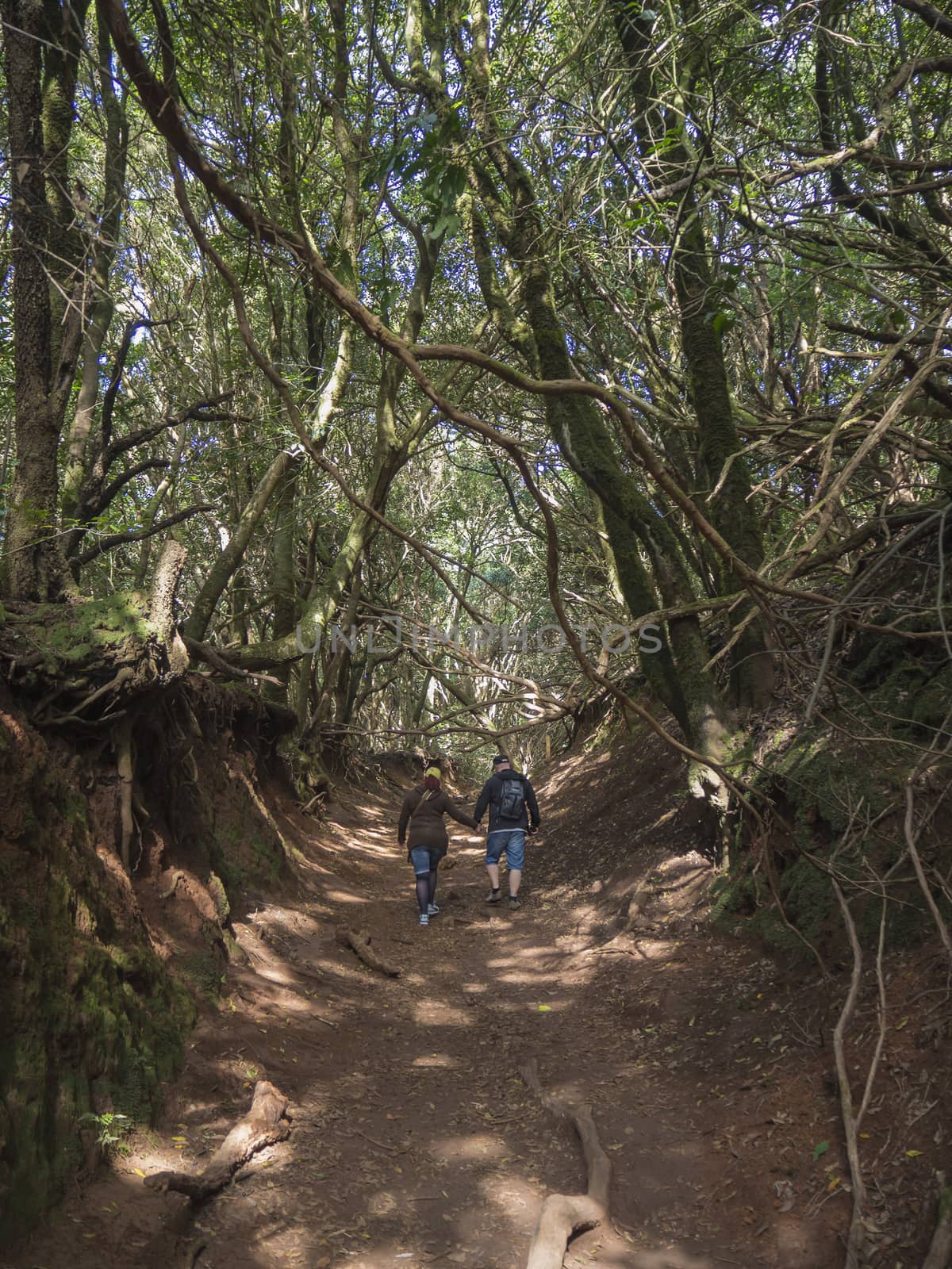 couple of tourist walking holding hand on Sendero de los Sentidos mystery primary Laurel forest Laurisilva rainforest with old green mossed tree and footpath in anaga mountain, tenerife  canary island spain