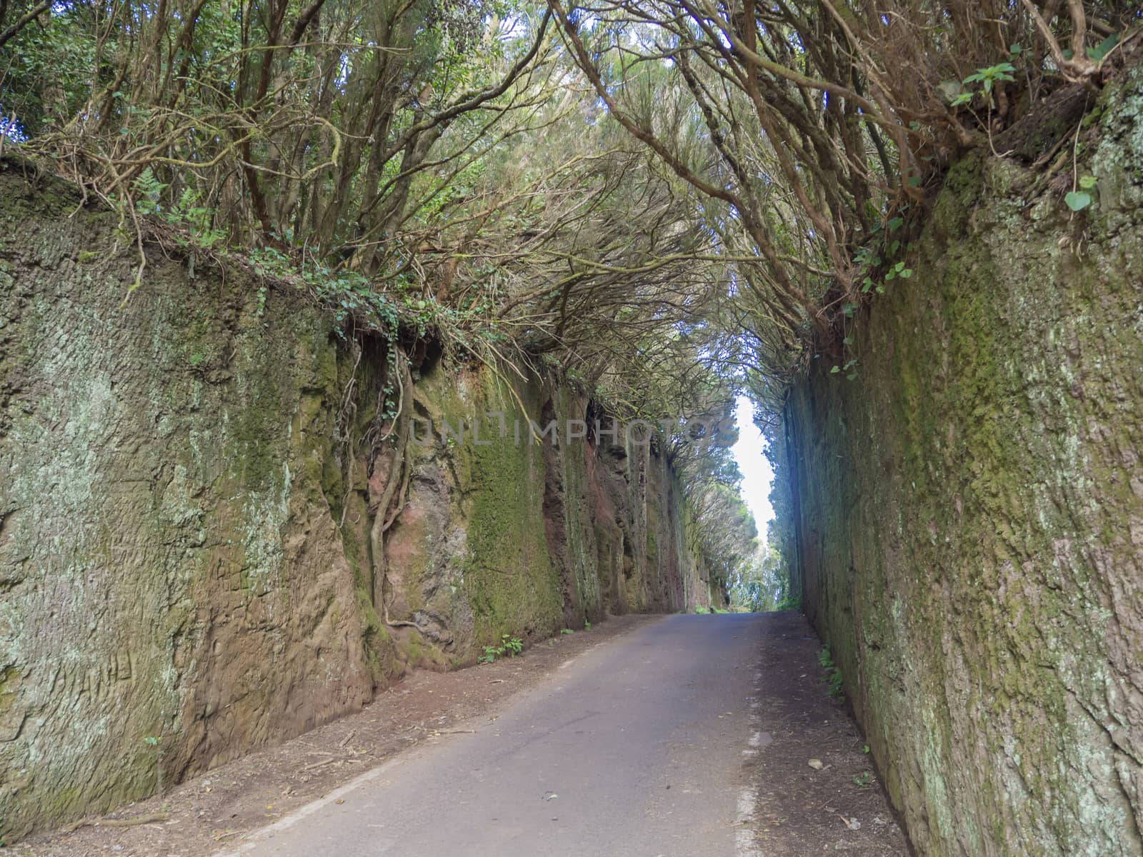 narrow asphalt road going through stone tunnel in mystery primary Laurel forest Laurisilva rainforest with old green mossed tree and climbing ivy in anaga mountain, tenerife  canary island spain