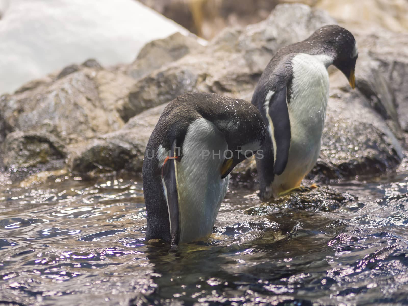 two close up penguin in the water with head down, rock and iceberg background