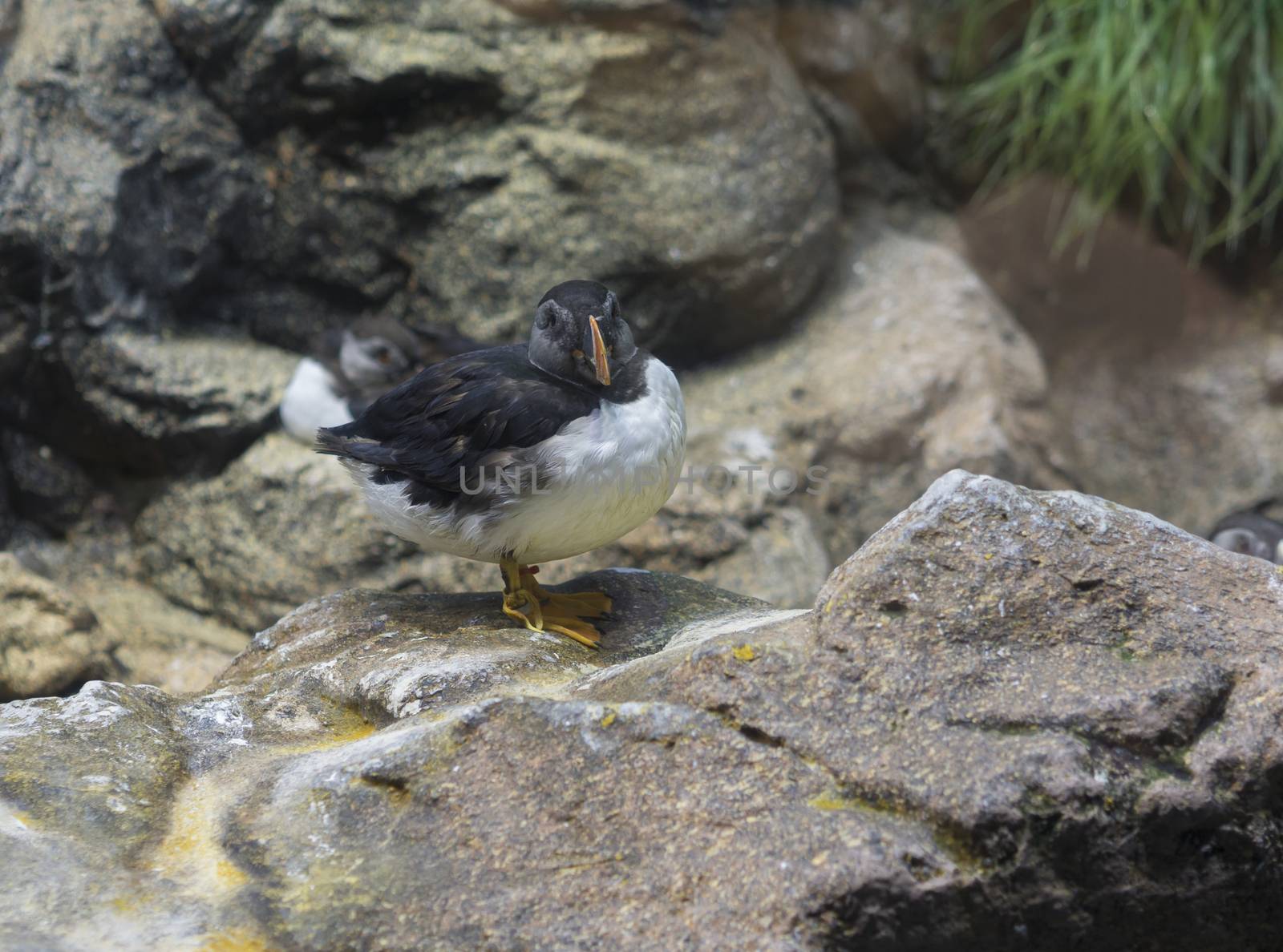 Close up young Puffin standing on the granite rock