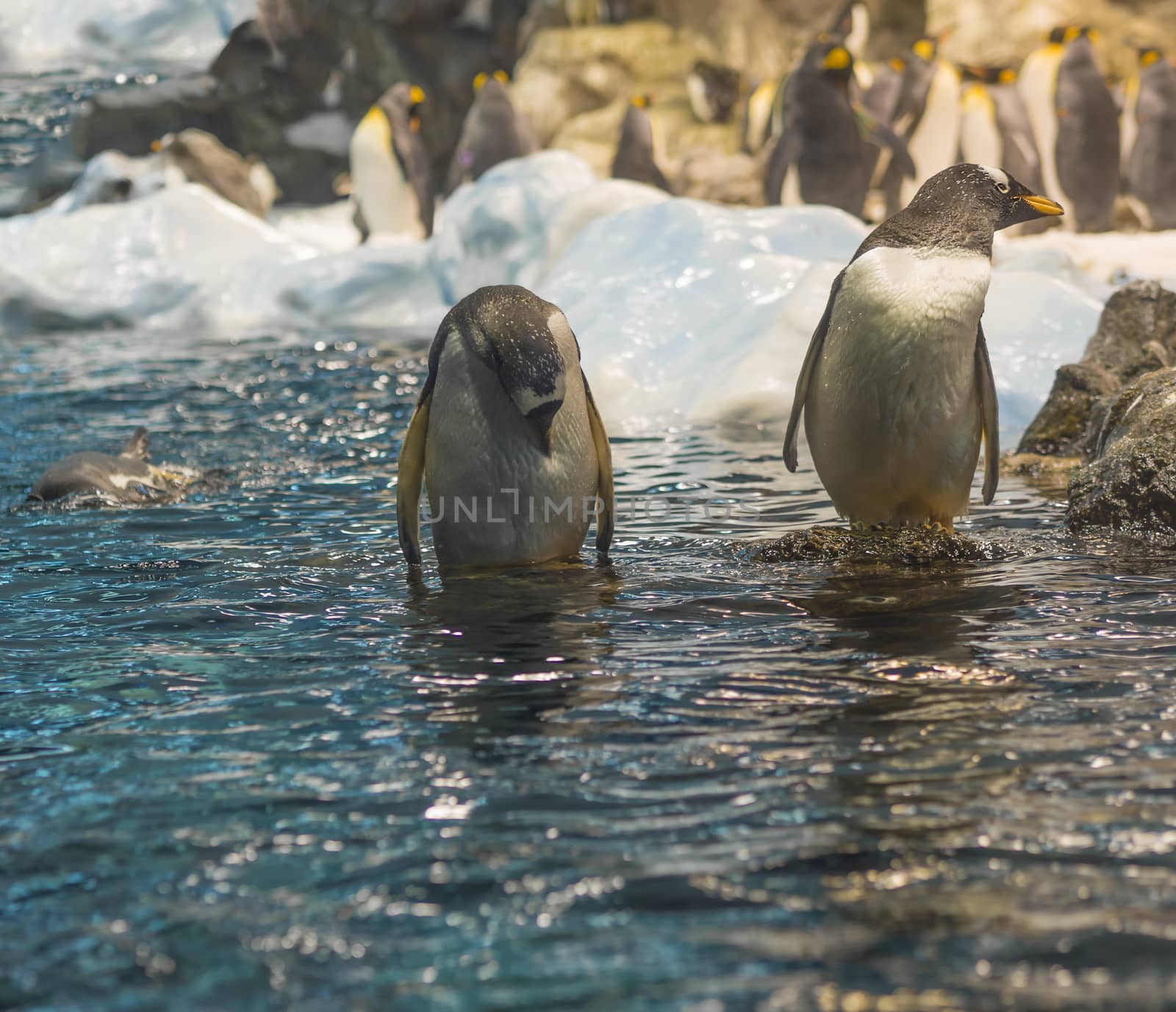 two close up penguin standing in the blue sea water ,group of pinguin, rock and iceberg background