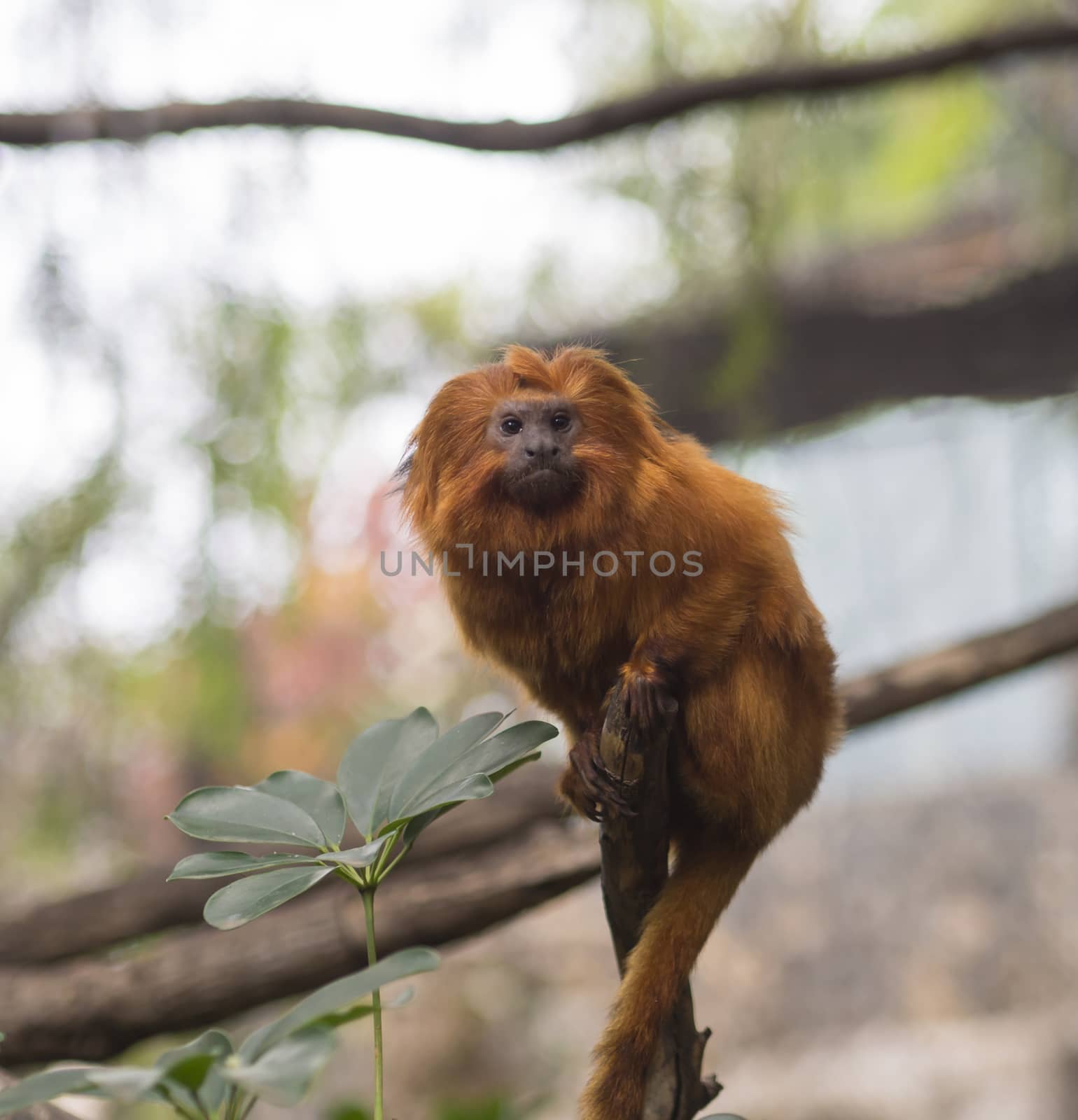 close up Golden lion tamarin (Leontopithecus rosalia) sitting on the tree branch, green leaves, selective focus