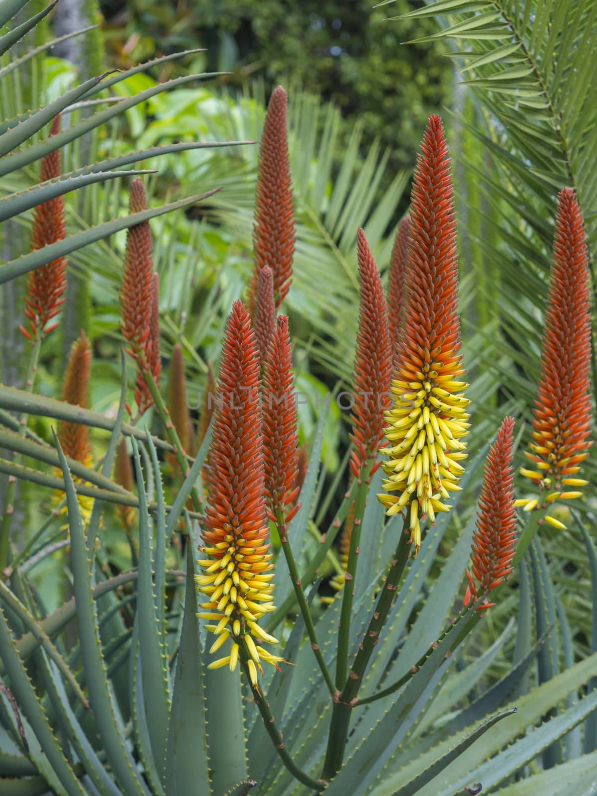 group of red and yellow blooming candelabra aloe flowers- Aloe arborescens in tropical botanical garden on Tenerife, selective focus
