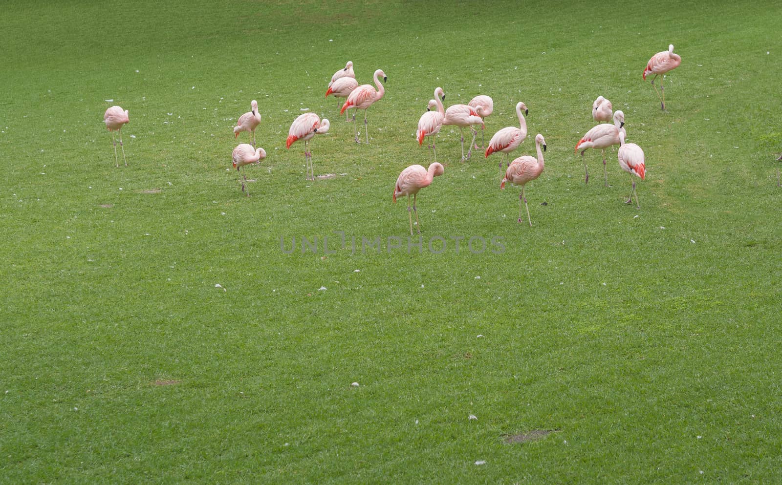 group of pink orange flamingo on the lush green grass, copy space