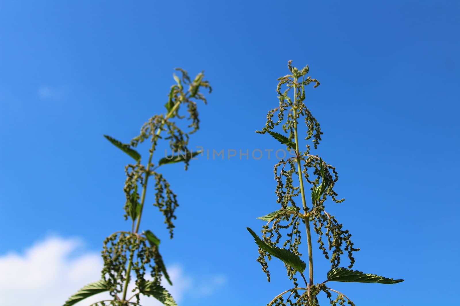 many stinging nettles in front of the blue sky by martina_unbehauen