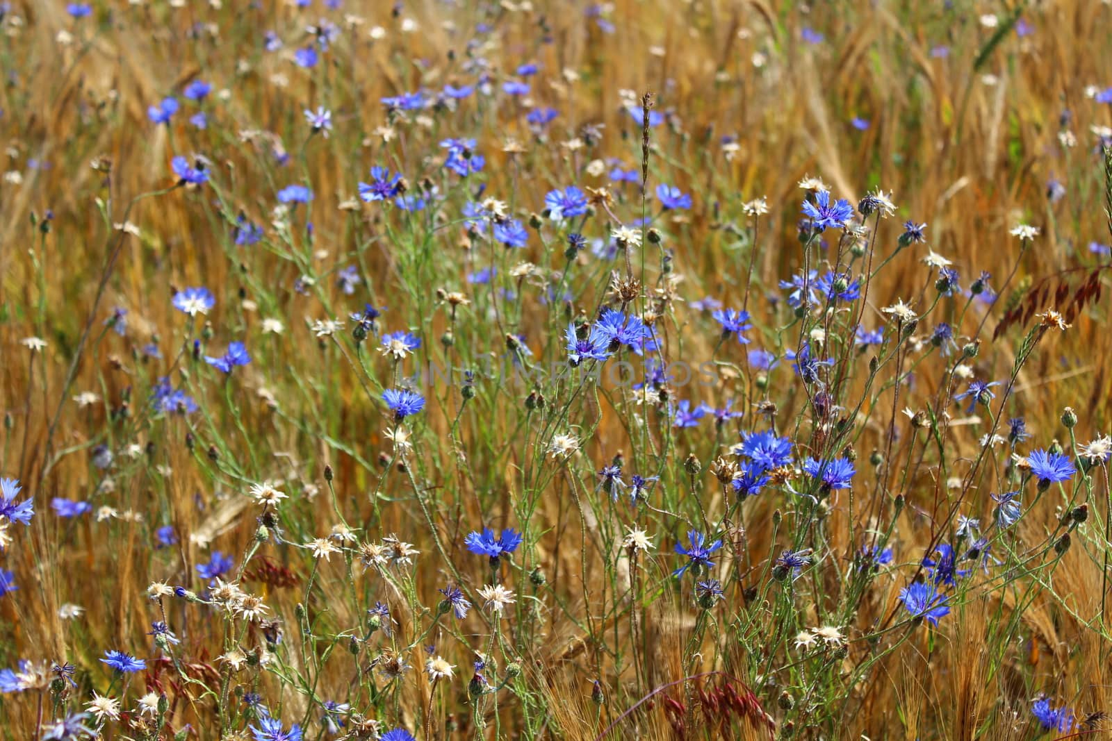 many cornflowers in a field by martina_unbehauen