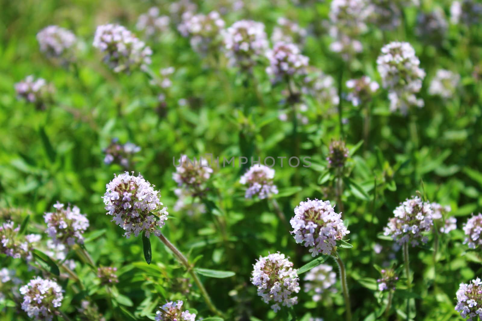 The picture shows blooming thyme in the garden