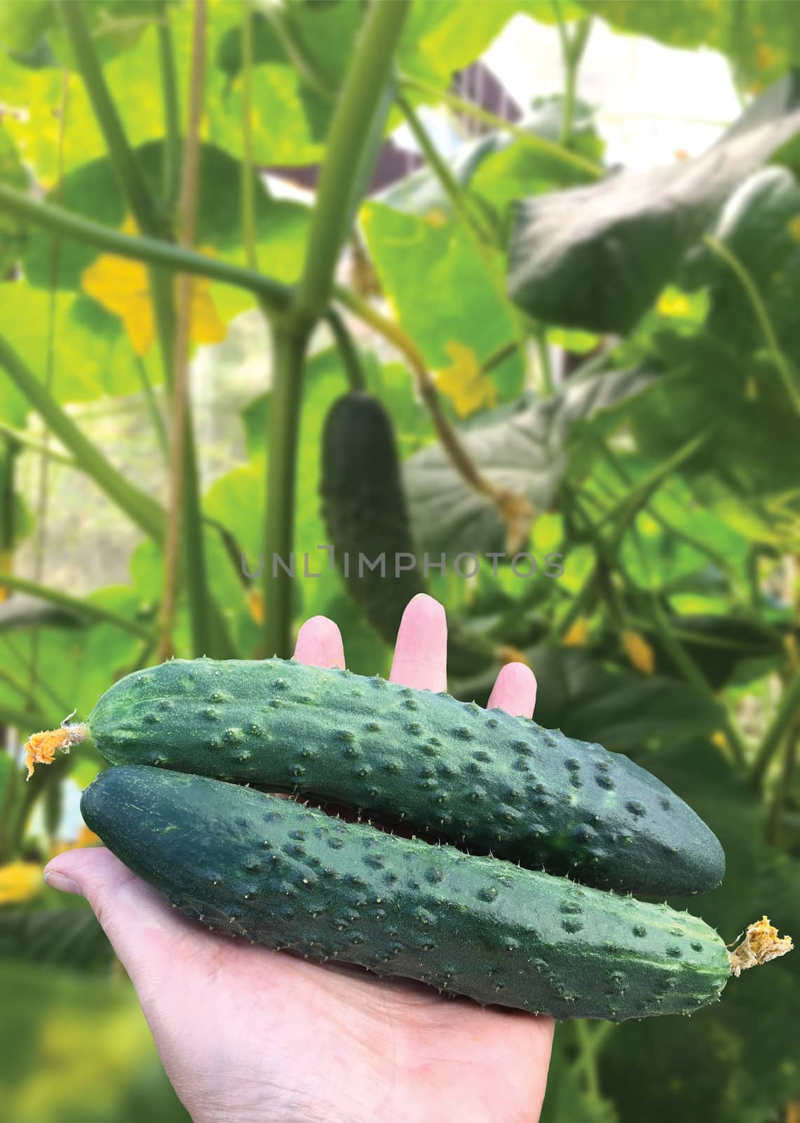 Hand hold two fresh cucumbers on green leaves background.  by Margolana