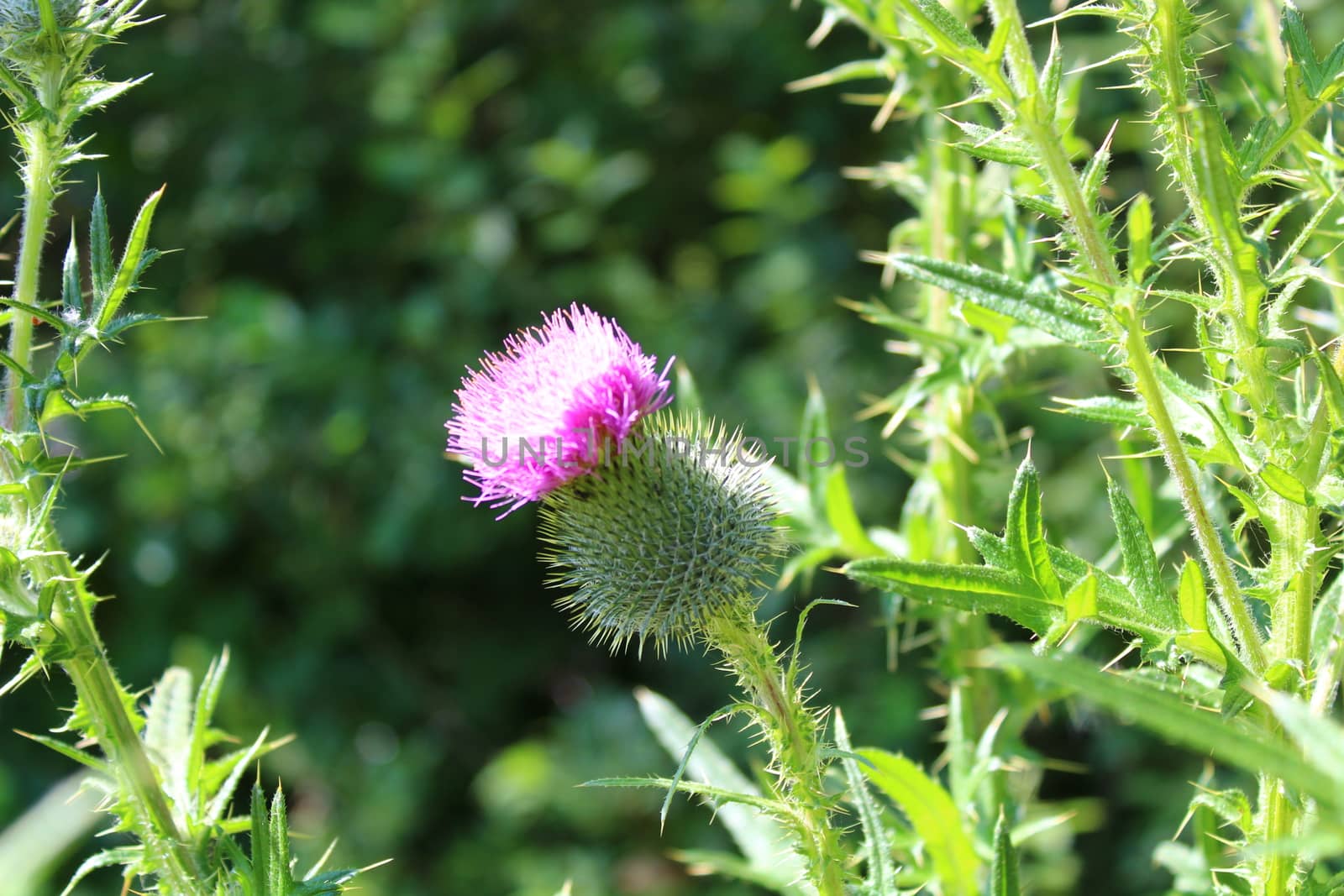 blossoming boar thistle in the meadow by martina_unbehauen