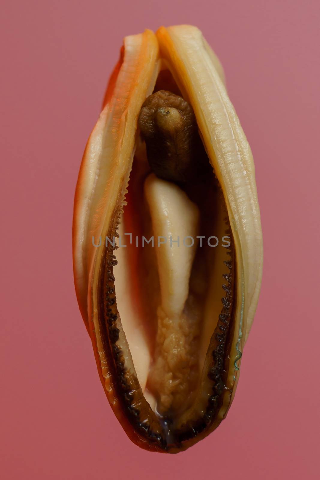 Mussels on a red background.