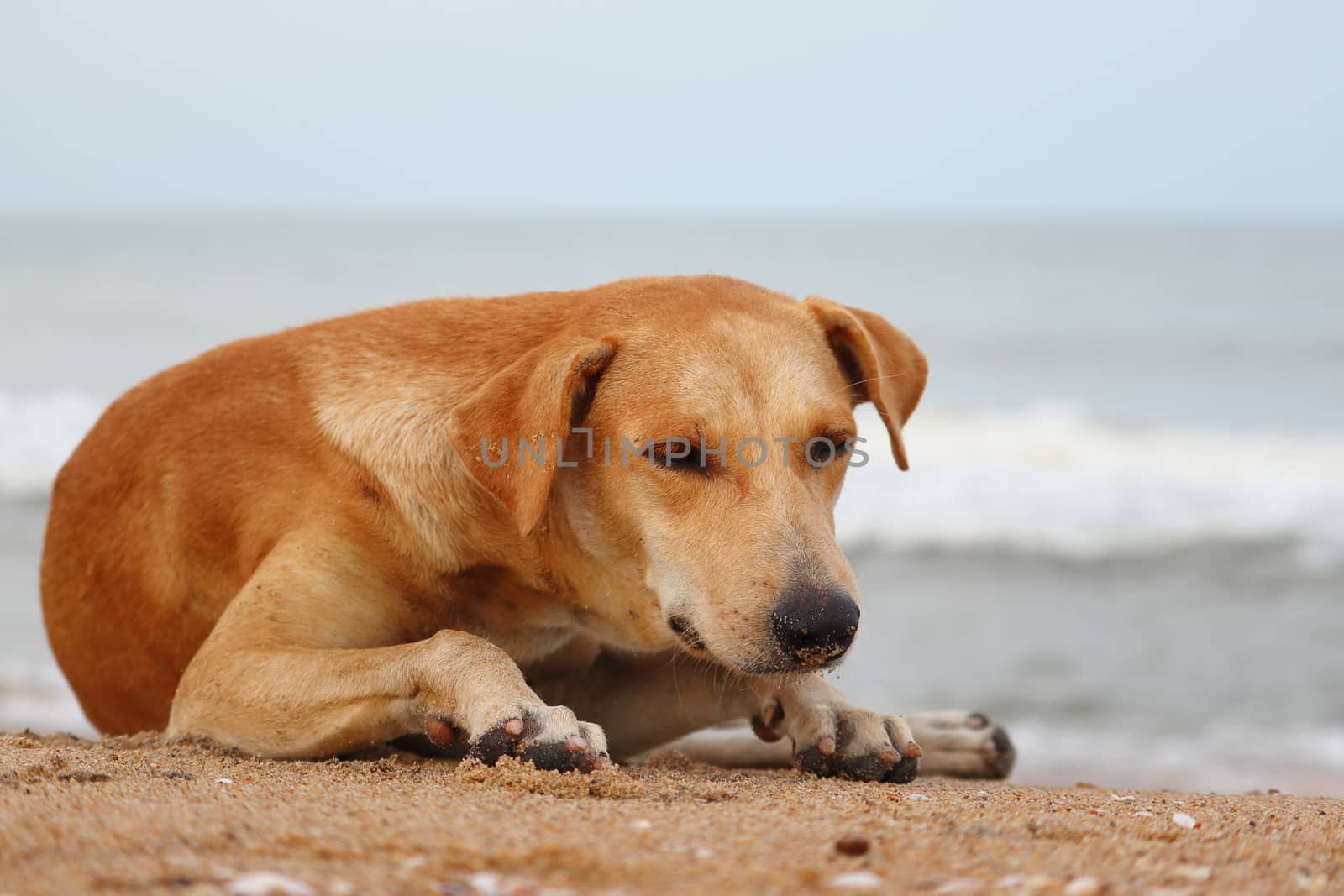 A yellow dog lying on the beach to escape the heat