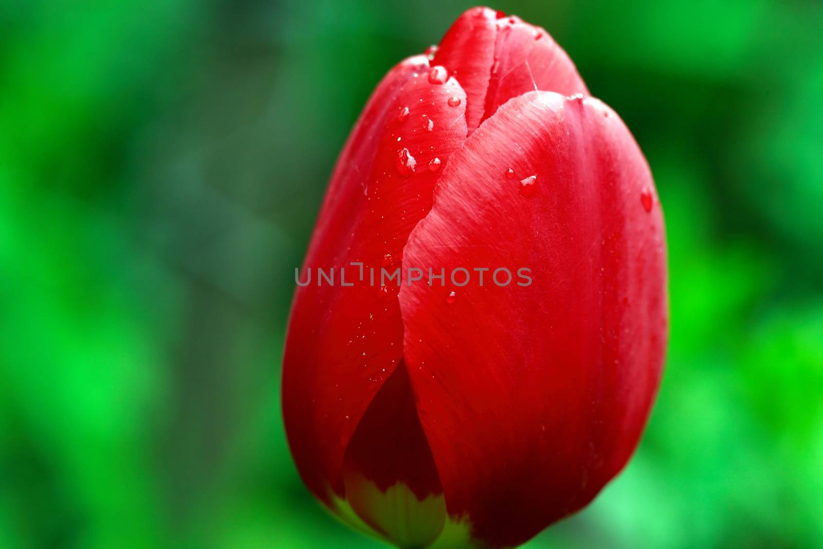Red Tulip Head by kvkirillov
