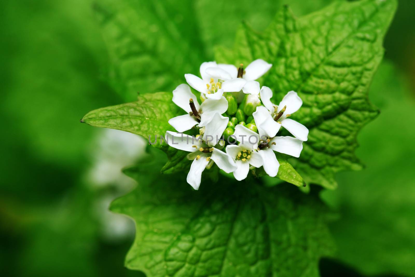 Nice small white flowers against green leaves background
