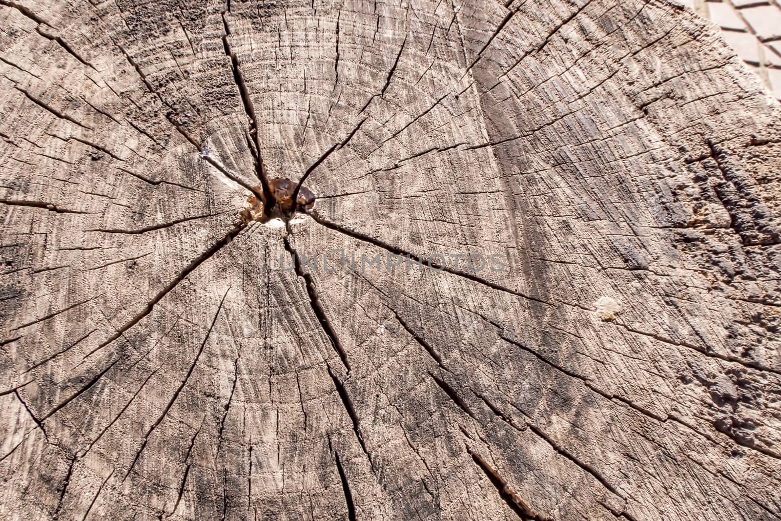 close up old wood texture background
