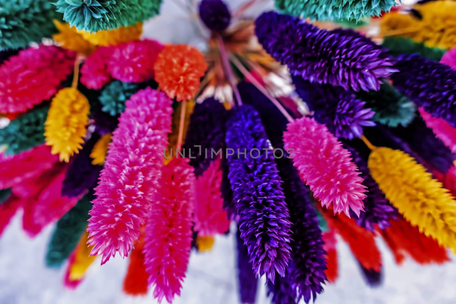 close up colorful dried flowers