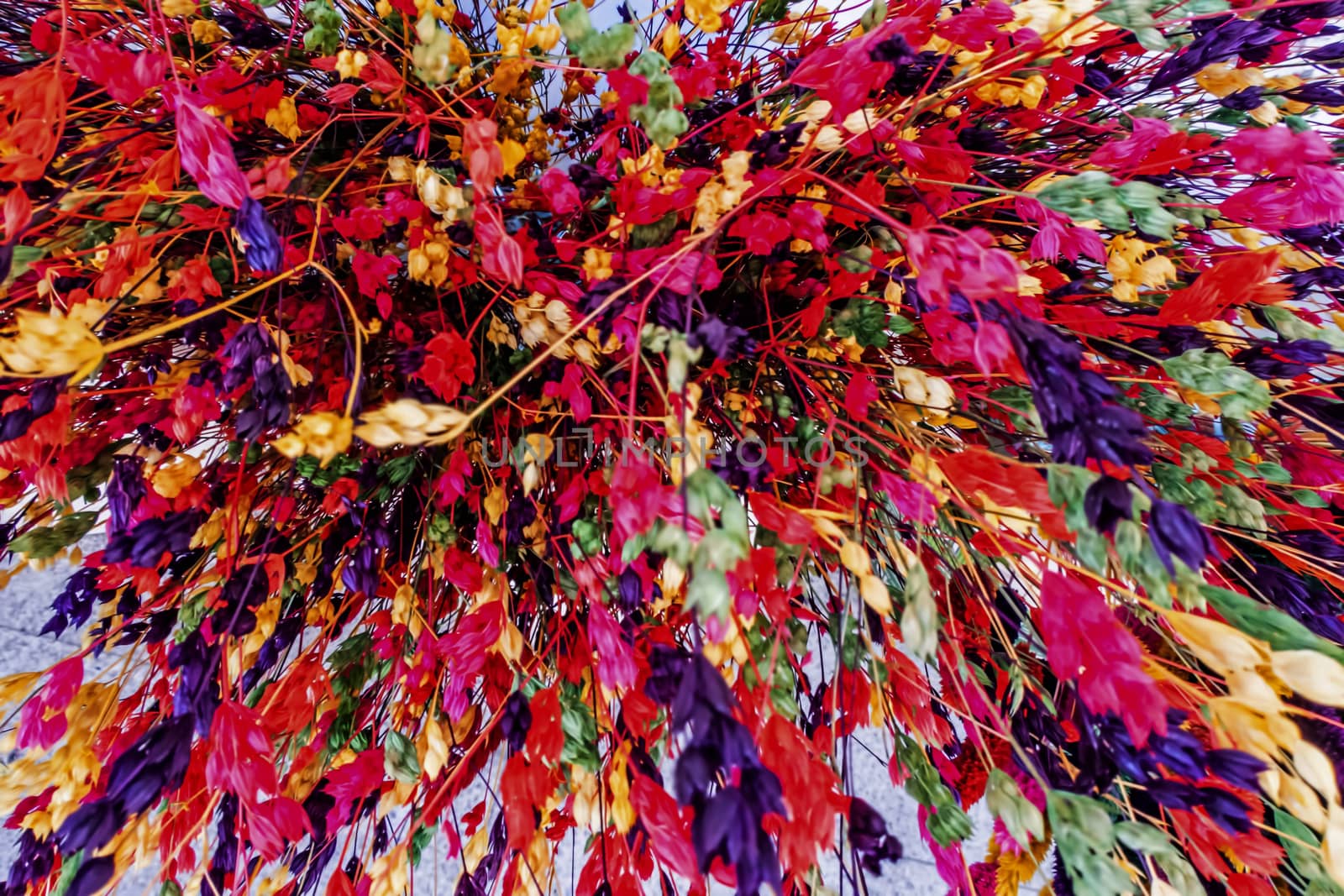 close up colorful dried flowers