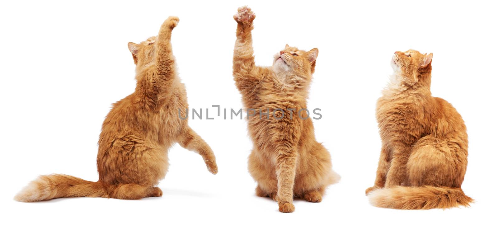 adult fluffy red cat sitting and raised its front paws up, imitation of holding any object, the cat sits sideways and looks up, animal isolated on a white background