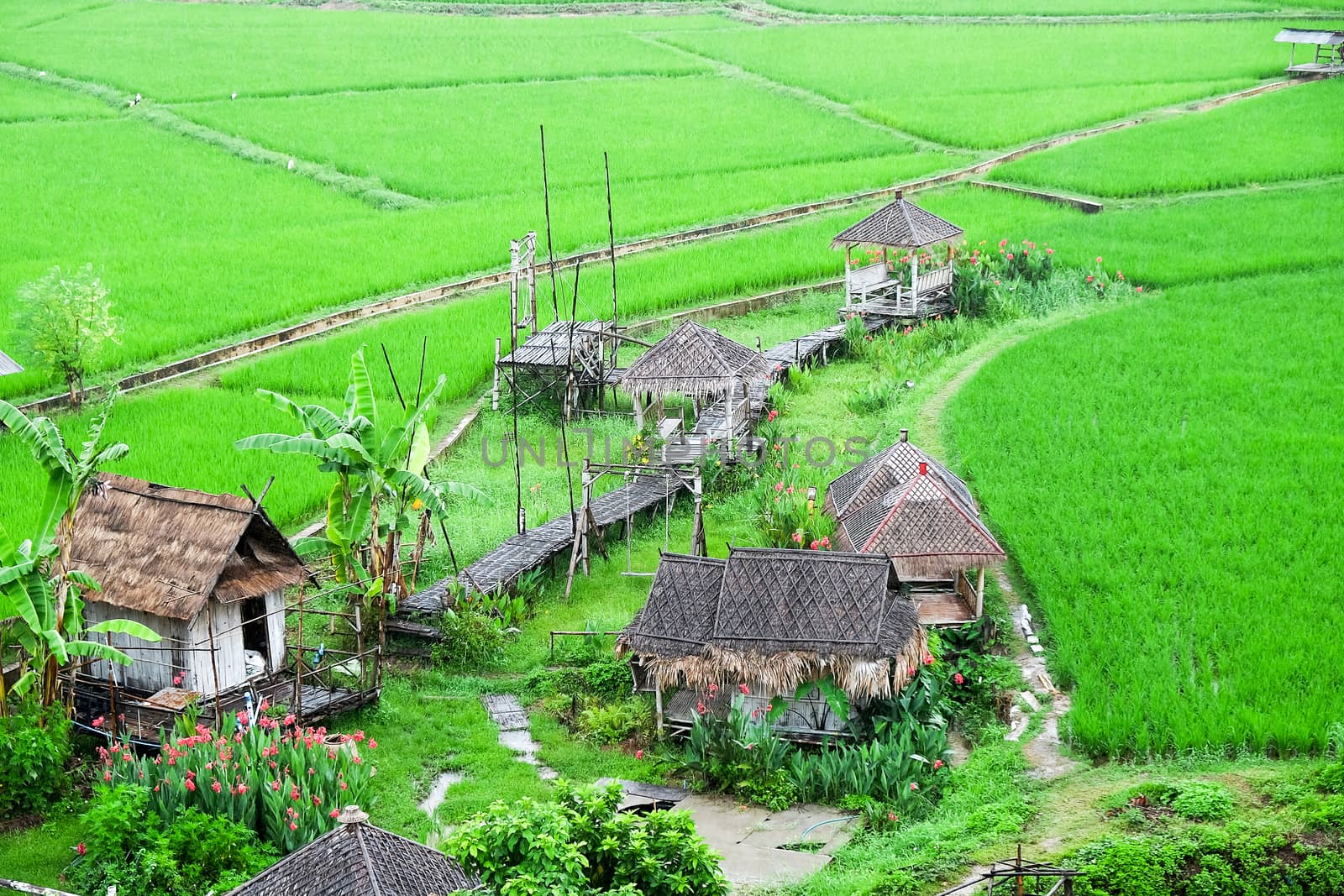 Landscape view of green Rice field at Phuket temple in Pua district, Nan province, Thailand