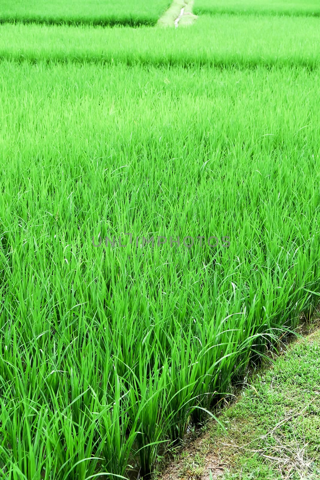 green Rice field at Nan Province,Thailand by ponsulak