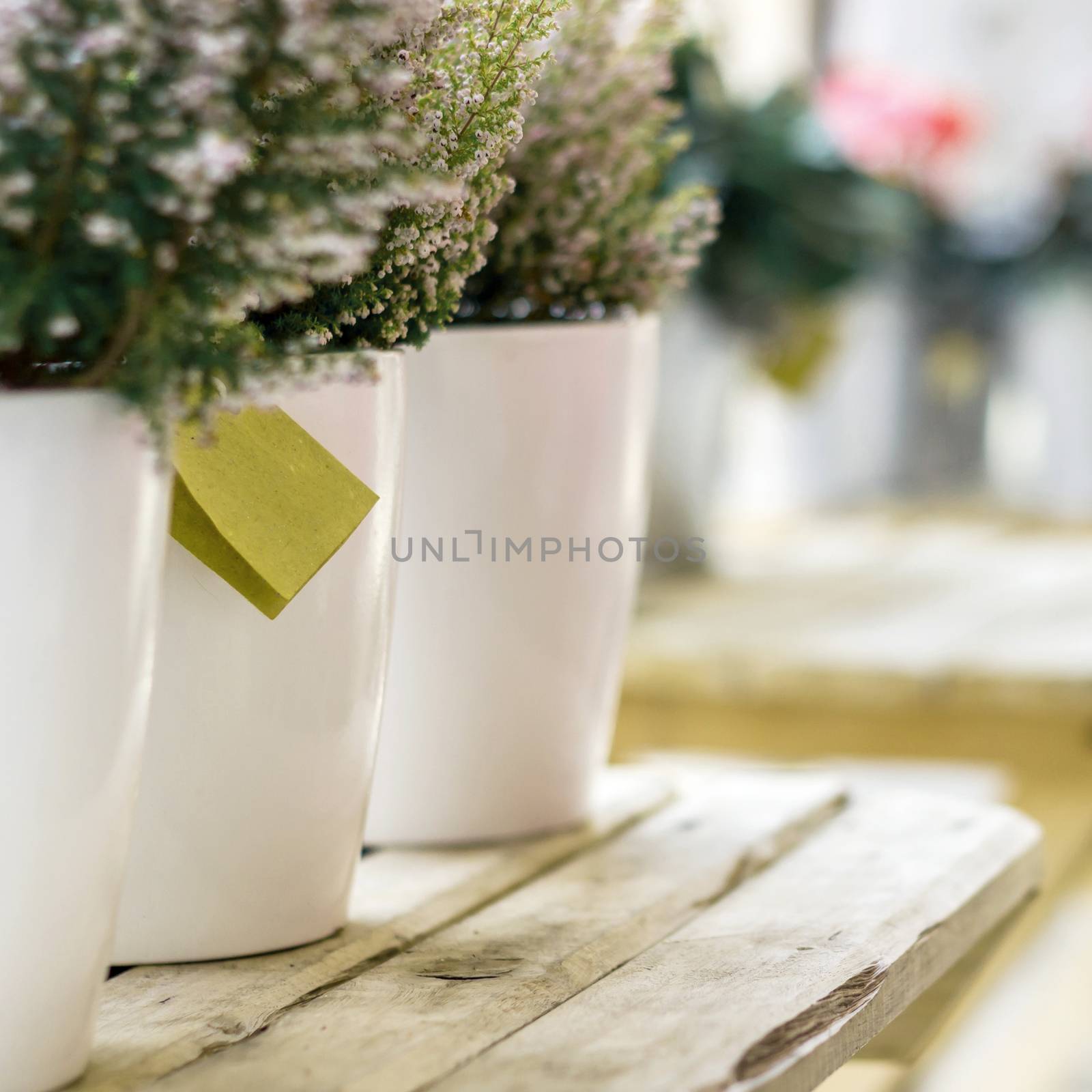 Pots with heather planst at the flower shop with empty labels. Gardening and planting concept. Shallow DOF.