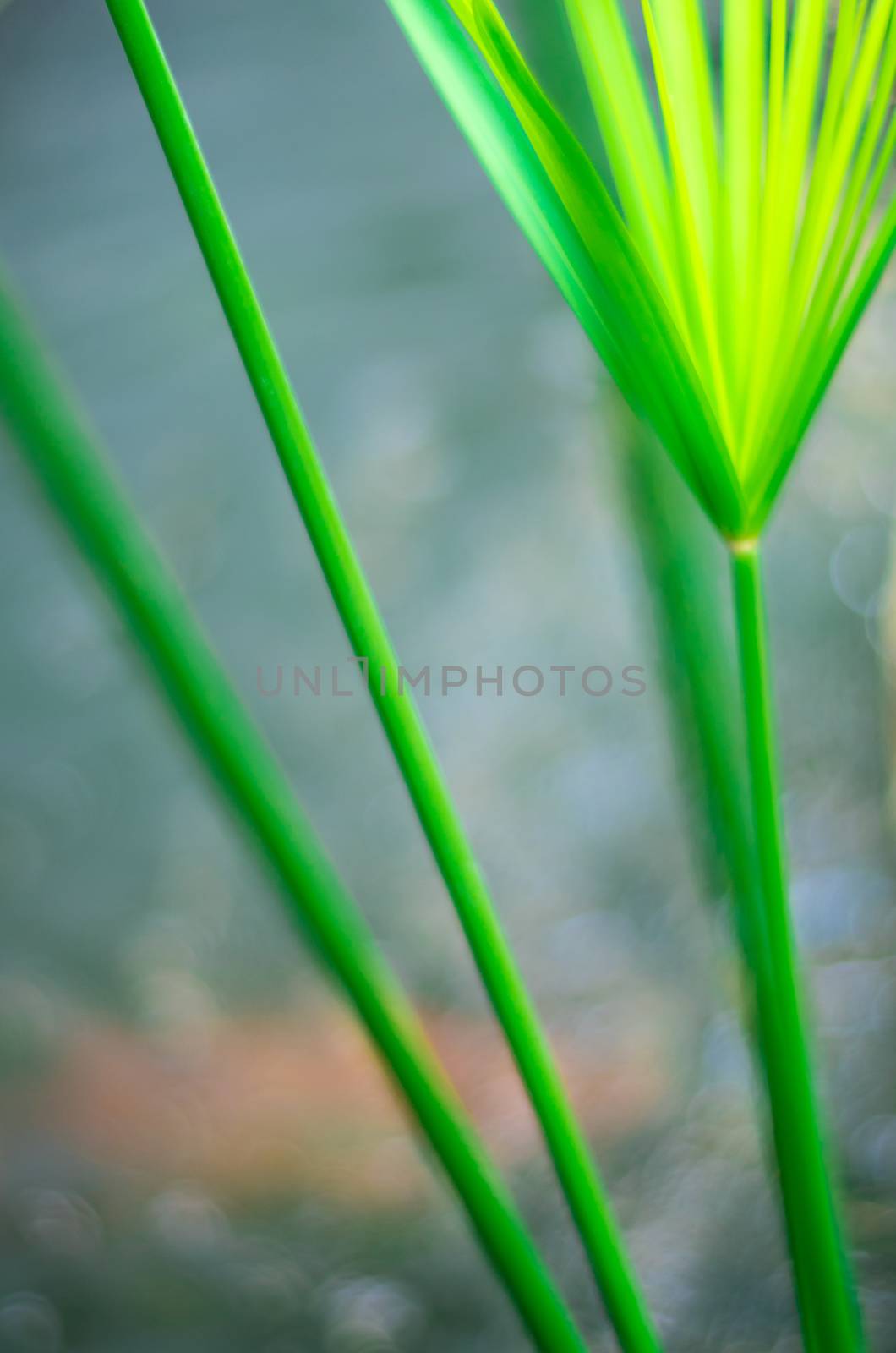 Cyperus Umbrella plant and the reflection of light on water surf by Satakorn