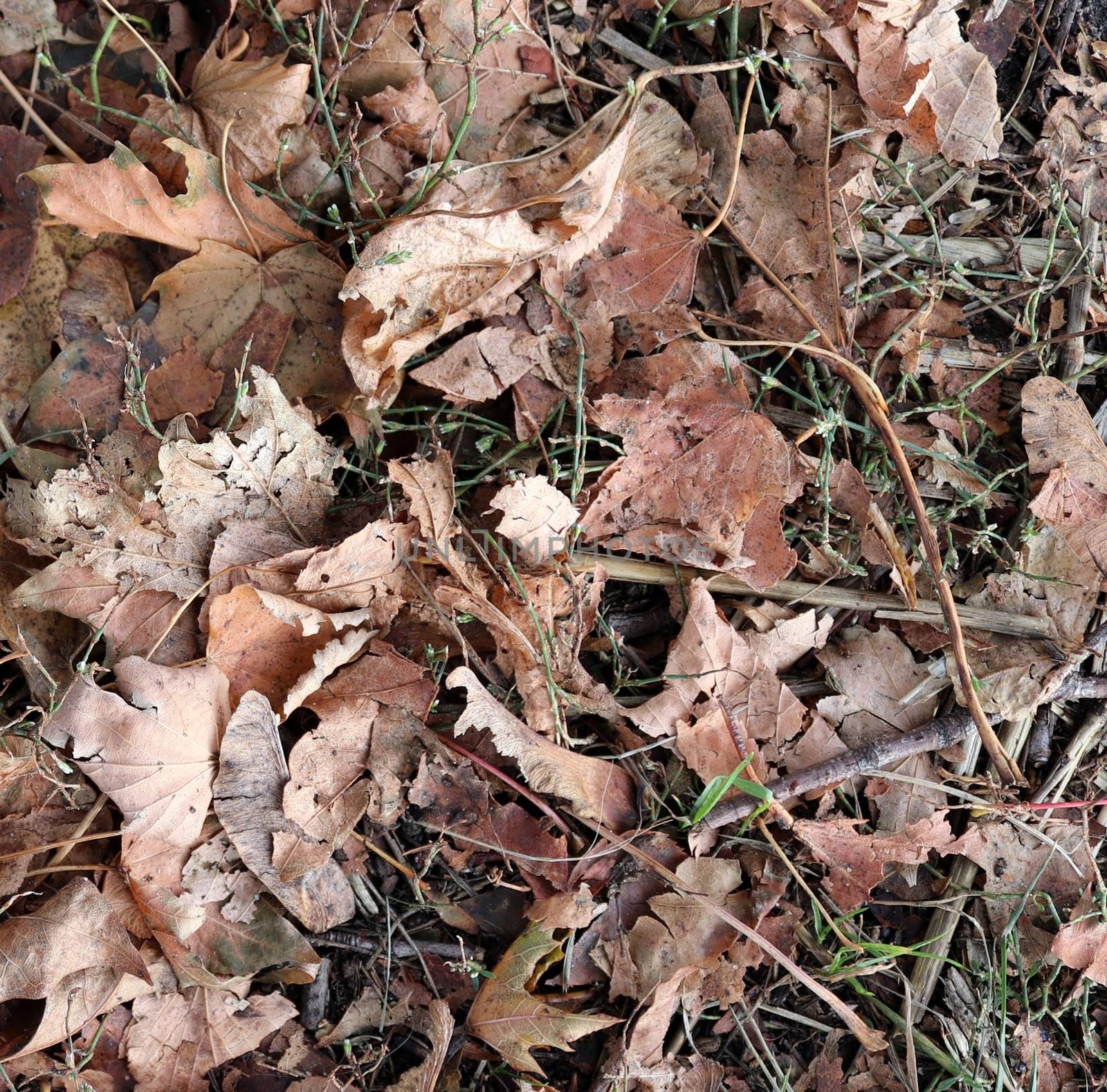 Photo realistic seamless texture pattern of autumn leaves on a forest ground