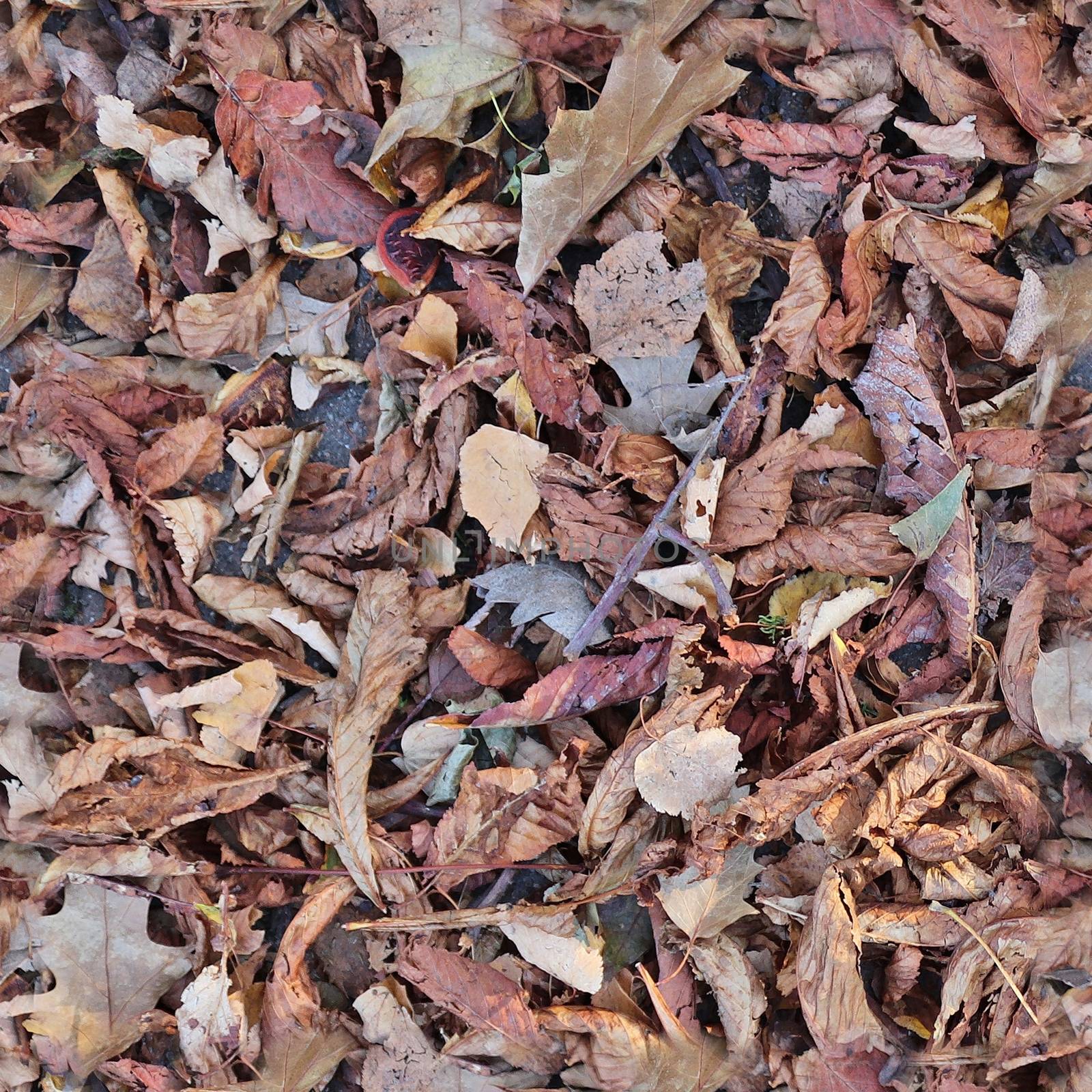 Photo realistic seamless texture pattern of autumn leaves on a forest ground
