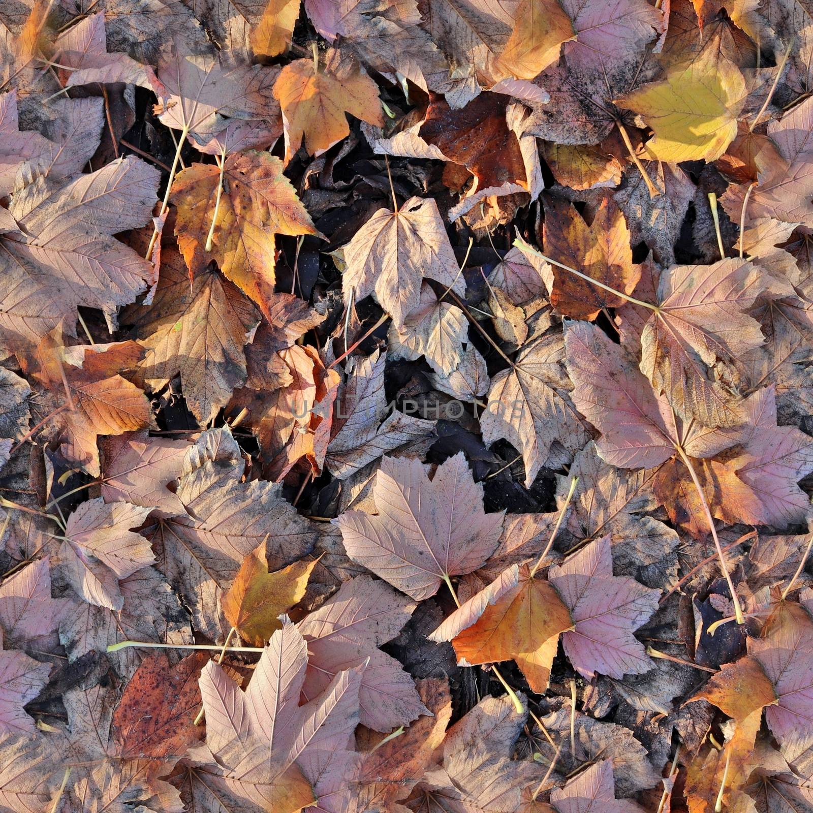 Photo realistic seamless texture patterns of autumn leaves on a  by MP_foto71
