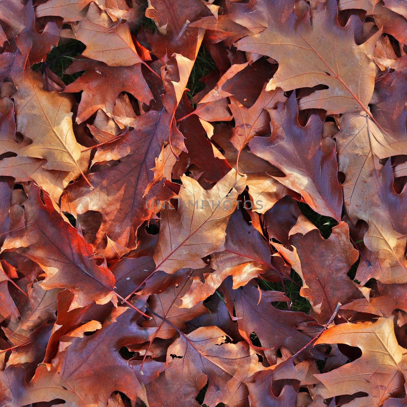 Photo realistic seamless texture patterns of autumn leaves on a  by MP_foto71