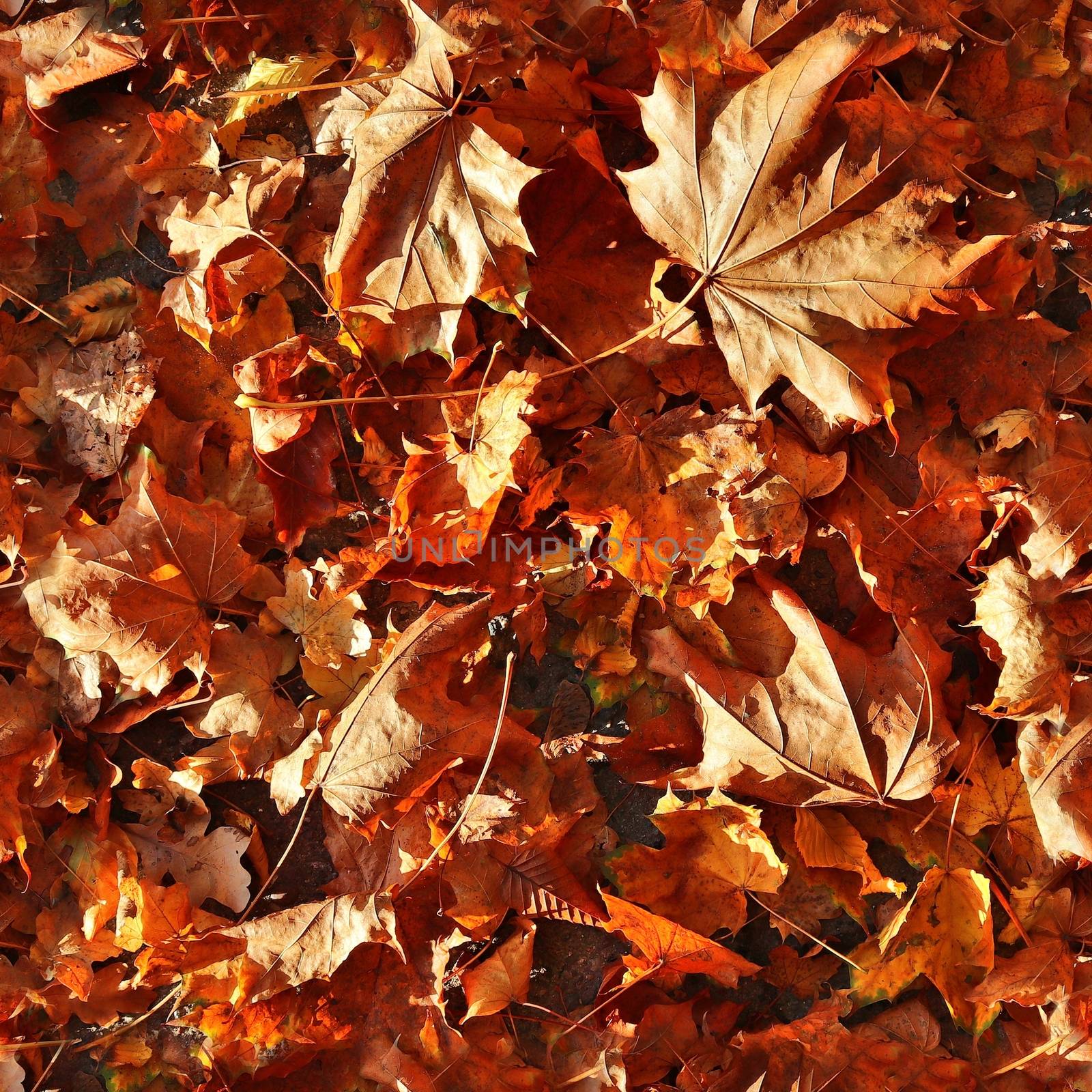 Photo realistic seamless texture pattern of autumn leaves on a forest ground