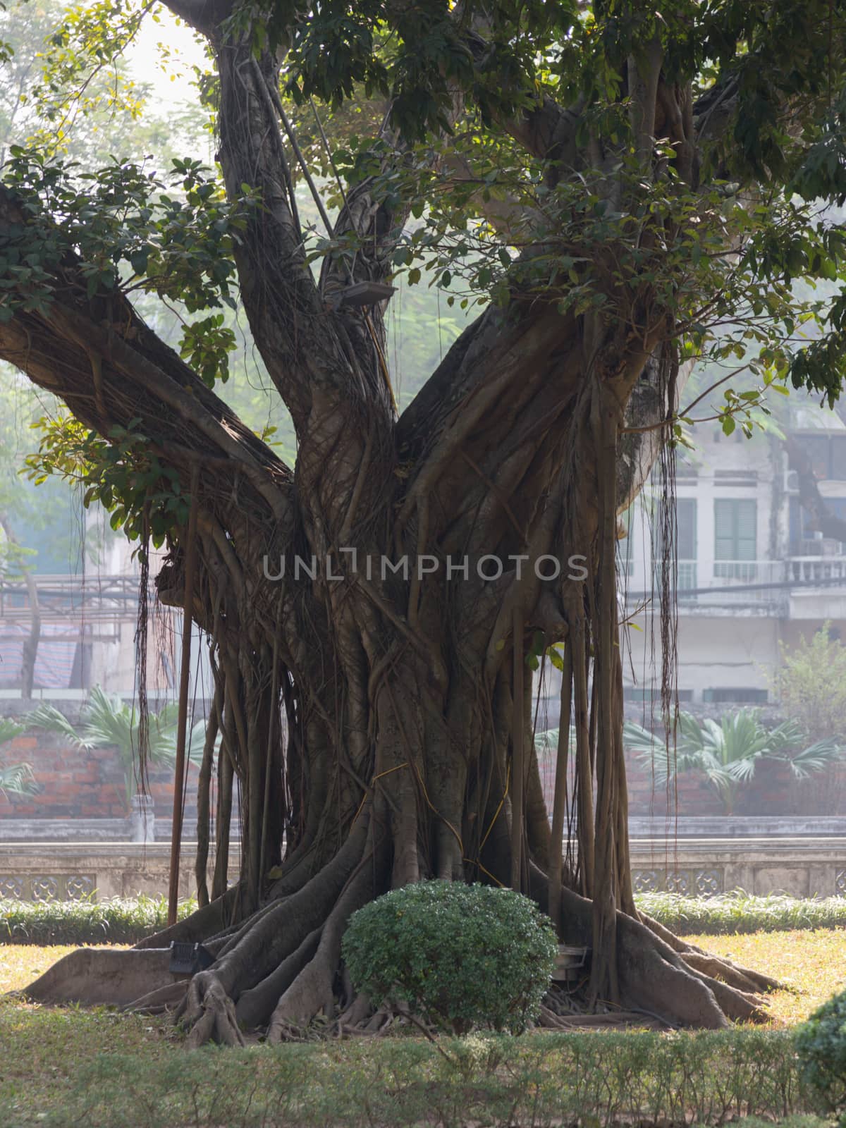 Temple of Literature, Hanoi Vietnam, famous museum that tourists visit with beautiful gardens old trees. Built as a university in 1070 dedicated to Confucius, scholars and sages and houses with stelae mounted on the backs of stone turtles. High quality photo