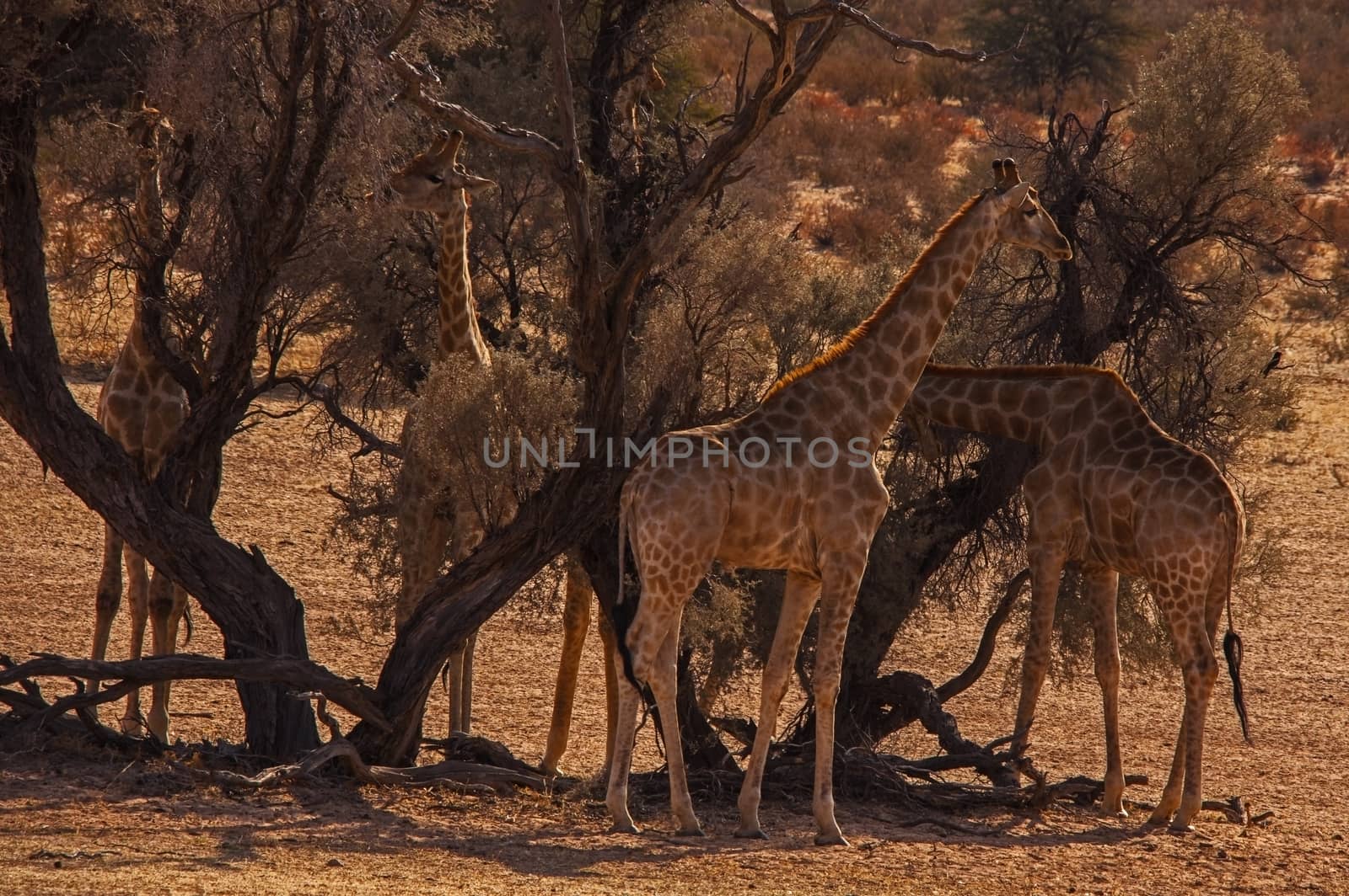 A group of Giraffes (Giraffa cameleopardus) in the dry riverbed of the Auob River in the Kgalagadi Transfrontier Park. South Africa.