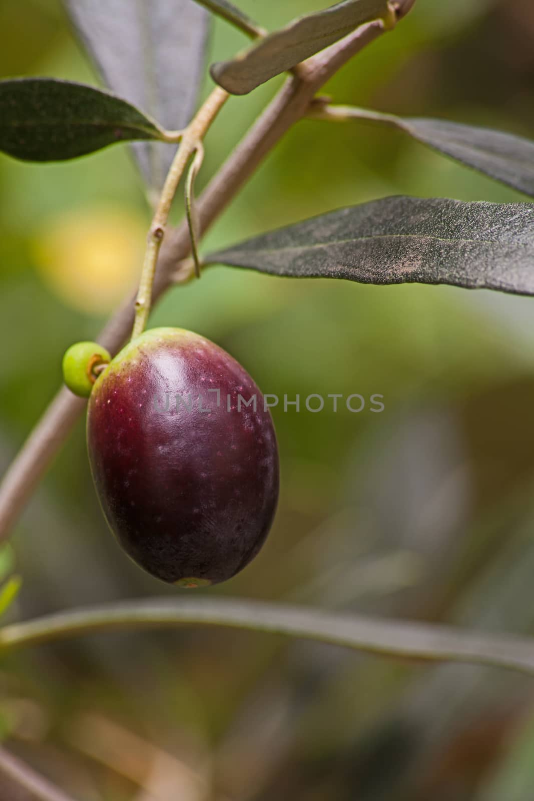 Single olive fruit 6061 by kobus_peche