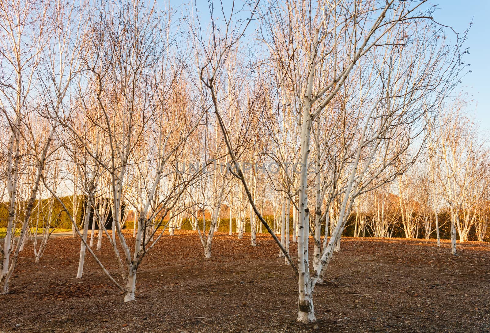 expanse of birch trees in a field by grancanaria