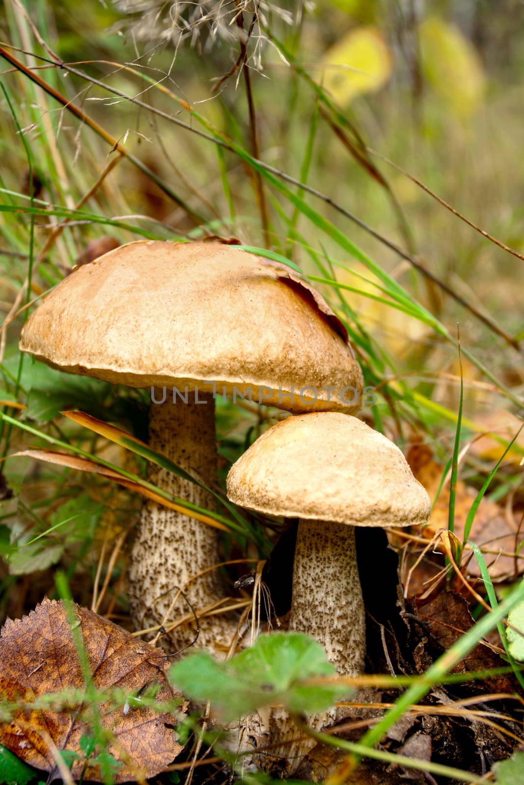 Large wild boletus mushrooms in the forest close up