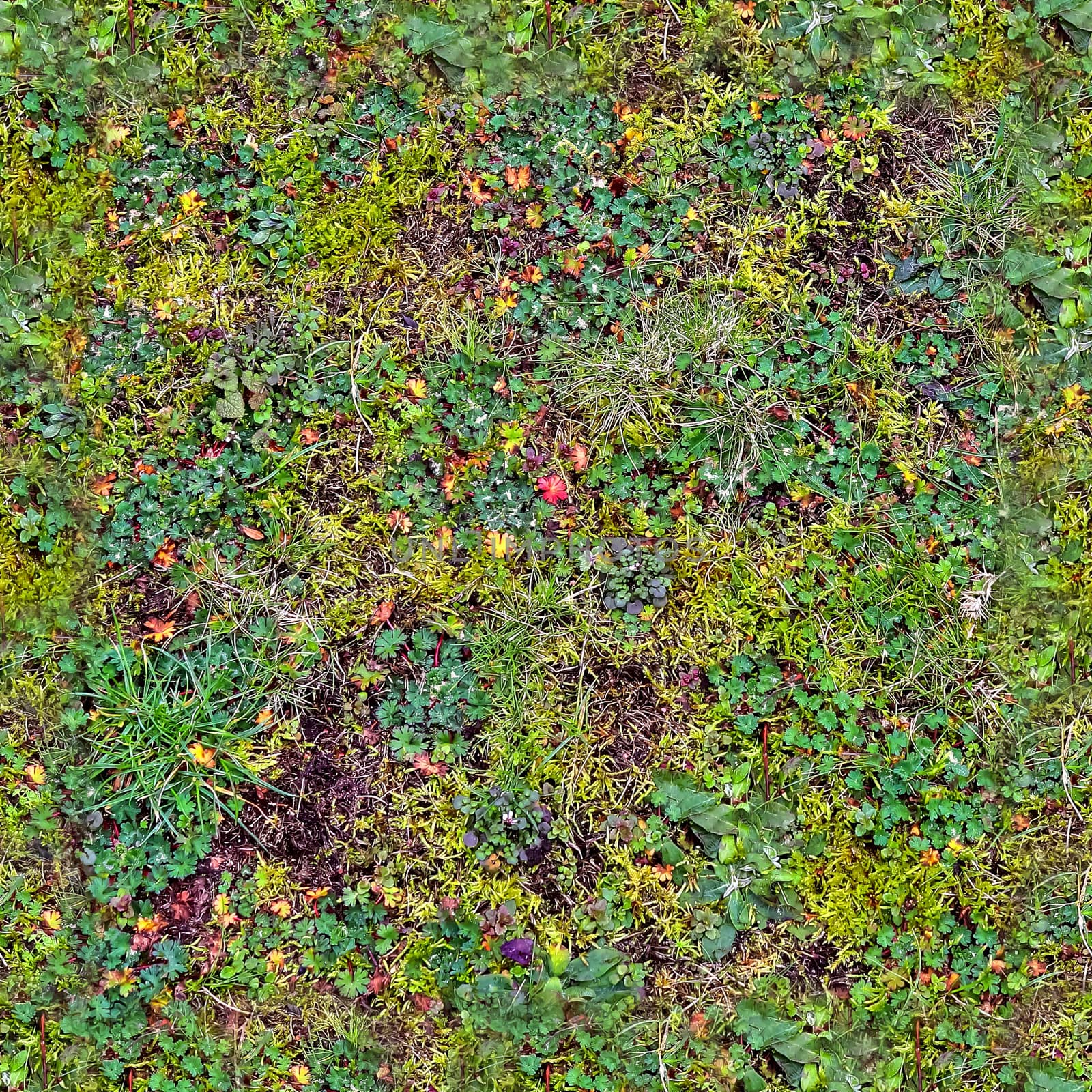 Photo realistic seamless grass texture in high resolution with more than 6 megapixel