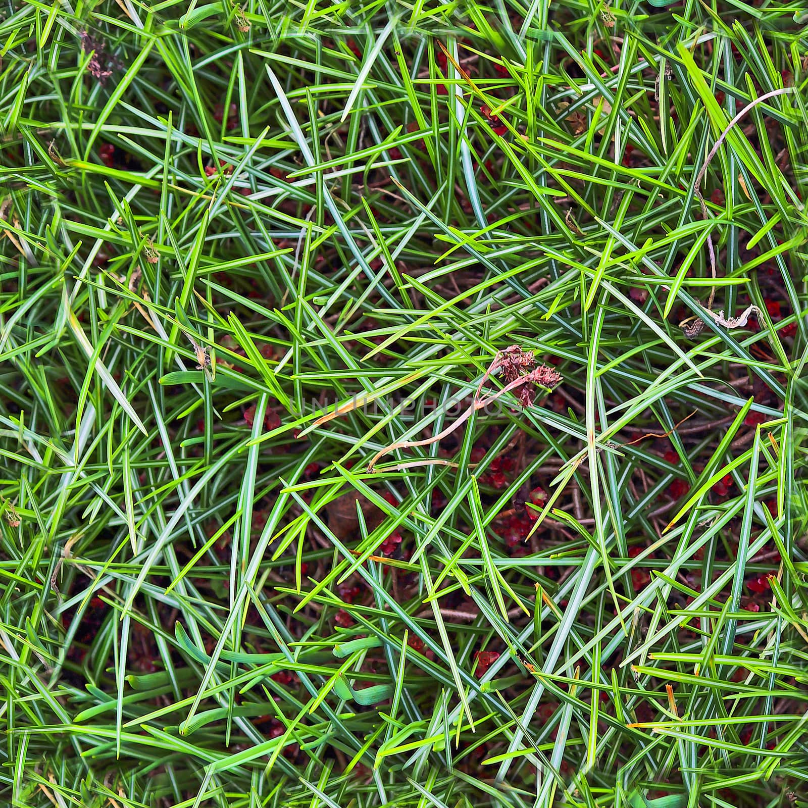 Photo realistic seamless grass texture in high resolution with more than 6 megapixel