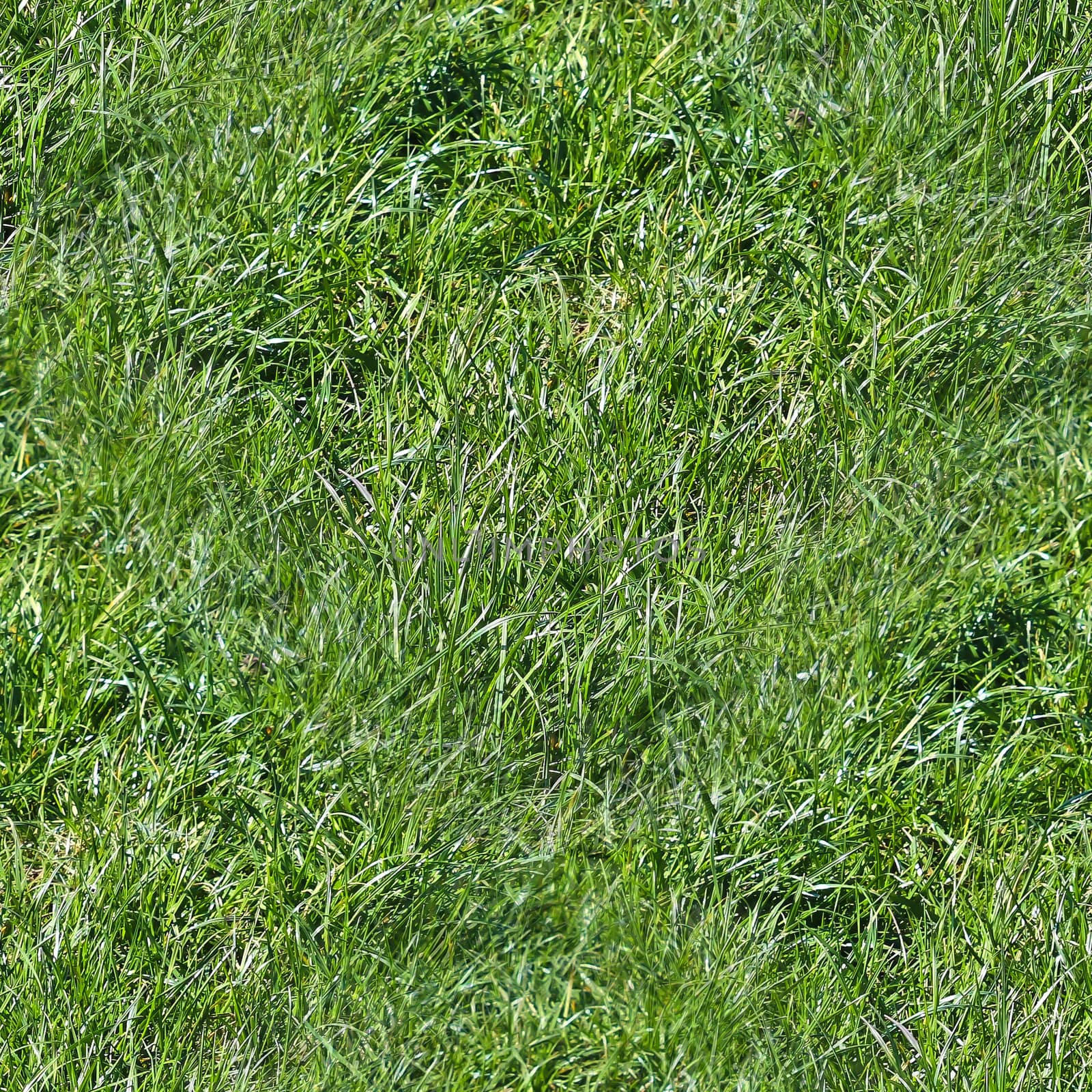 Photo realistic seamless grass texture in high resolution with more than 6 megapixel